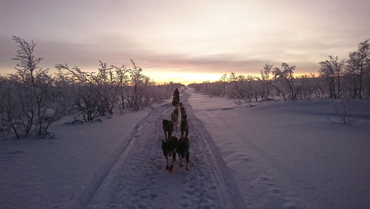 View from the sled