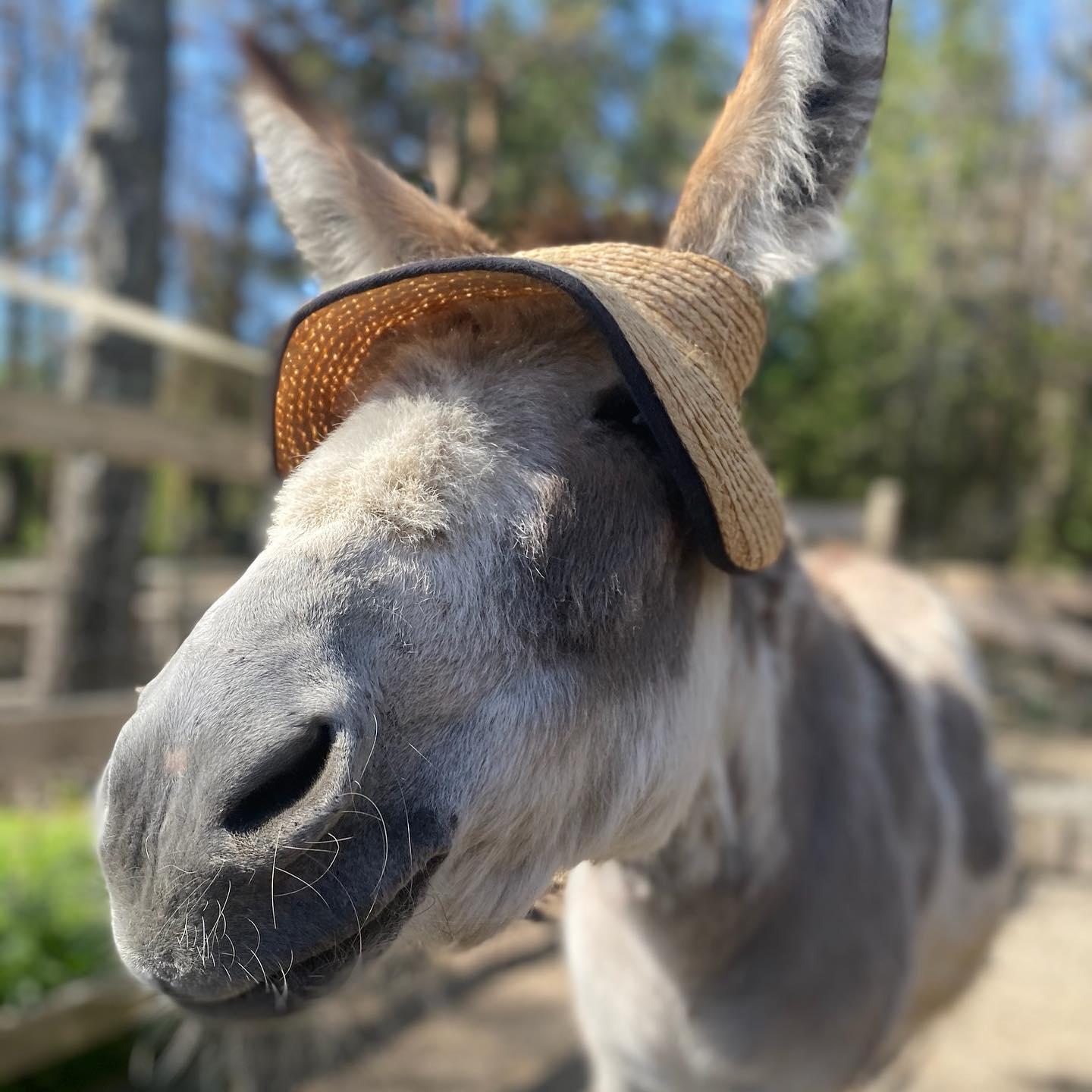 esel med solhatt