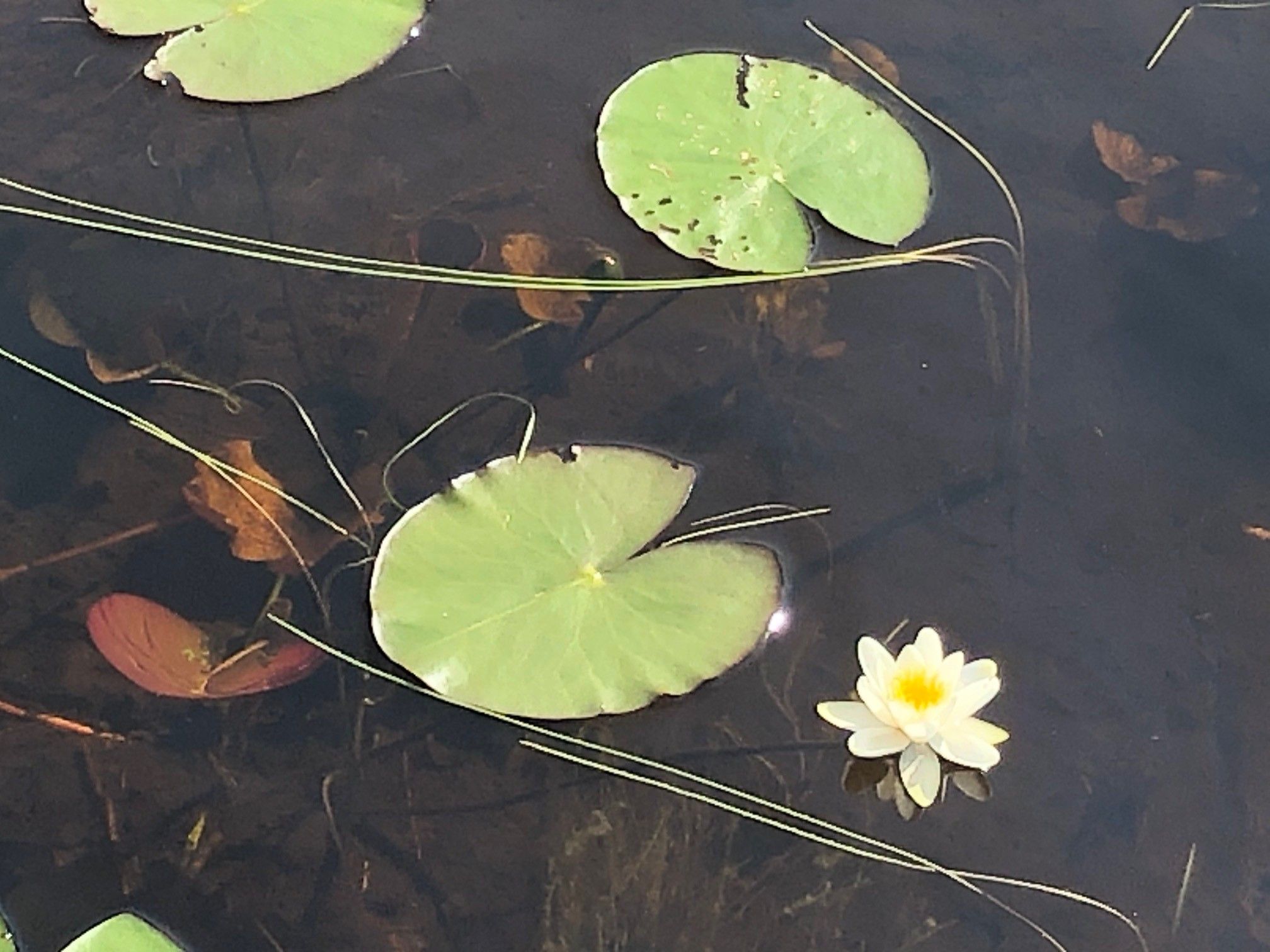 water lily