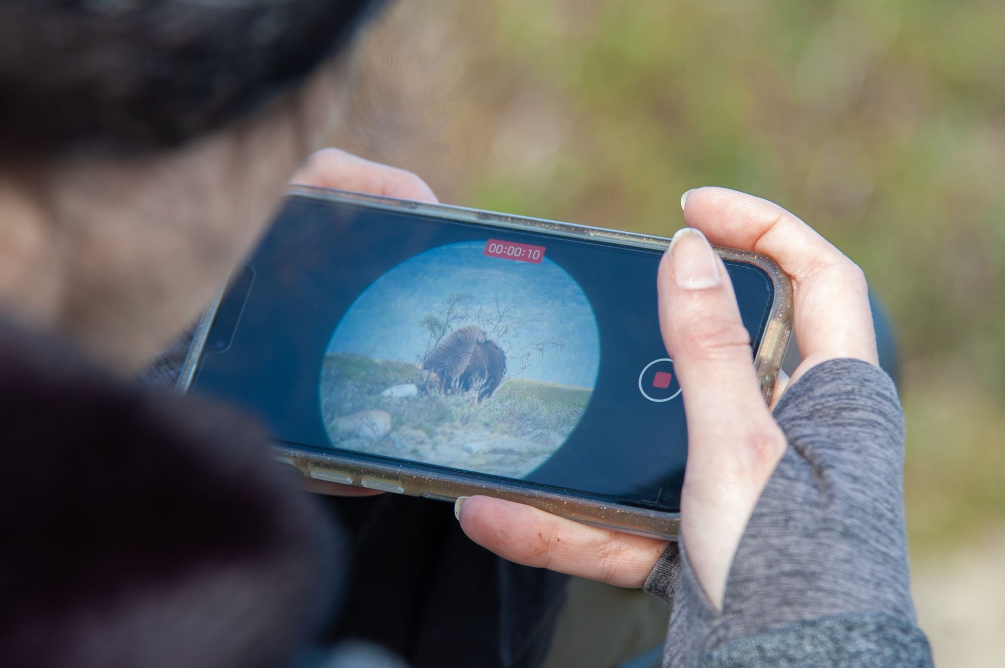 Musk Ox Safari