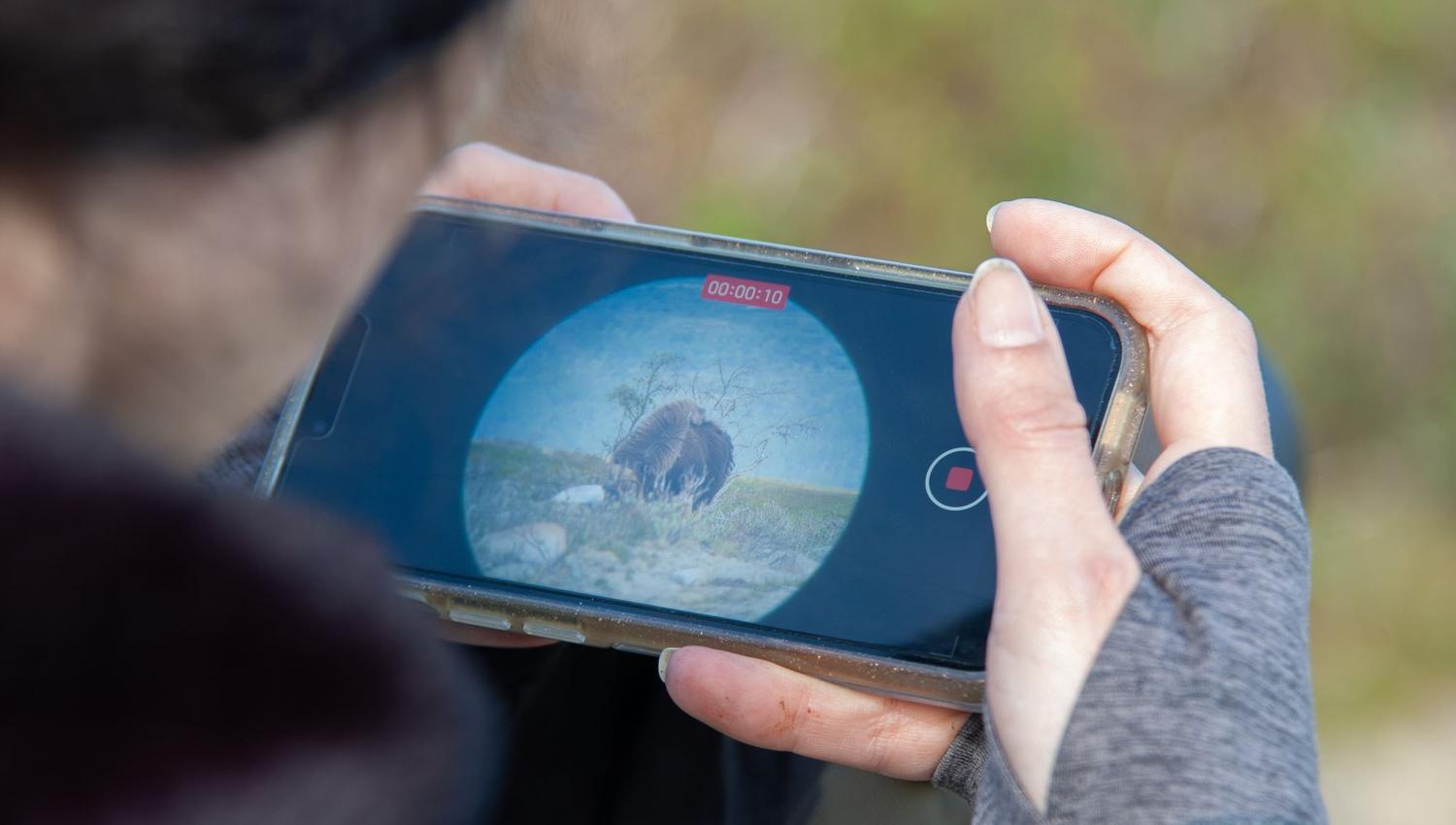 Musk Ox Safari