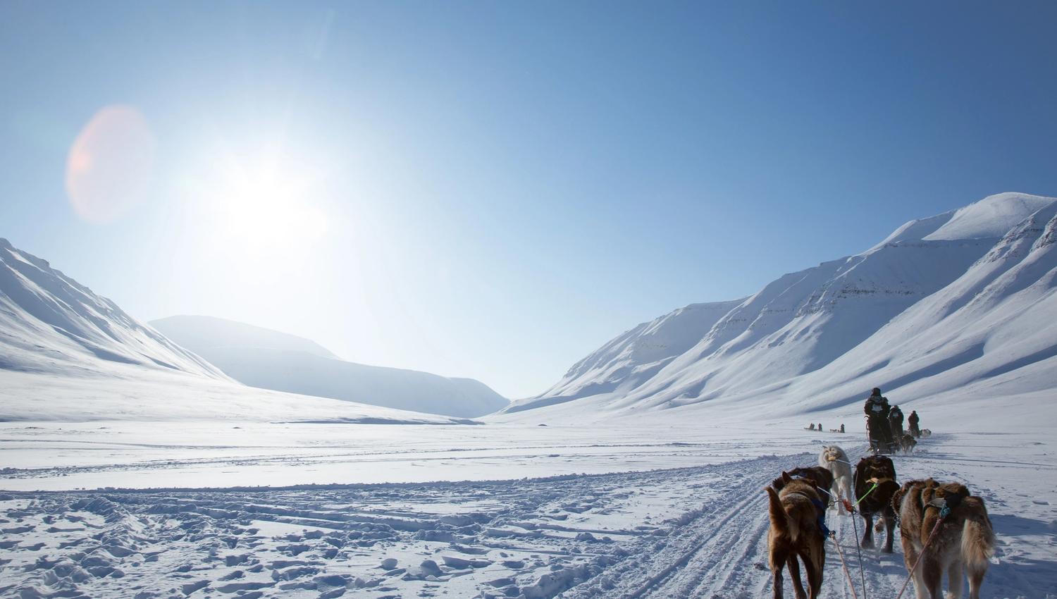 Dog sleds sledding through a valley