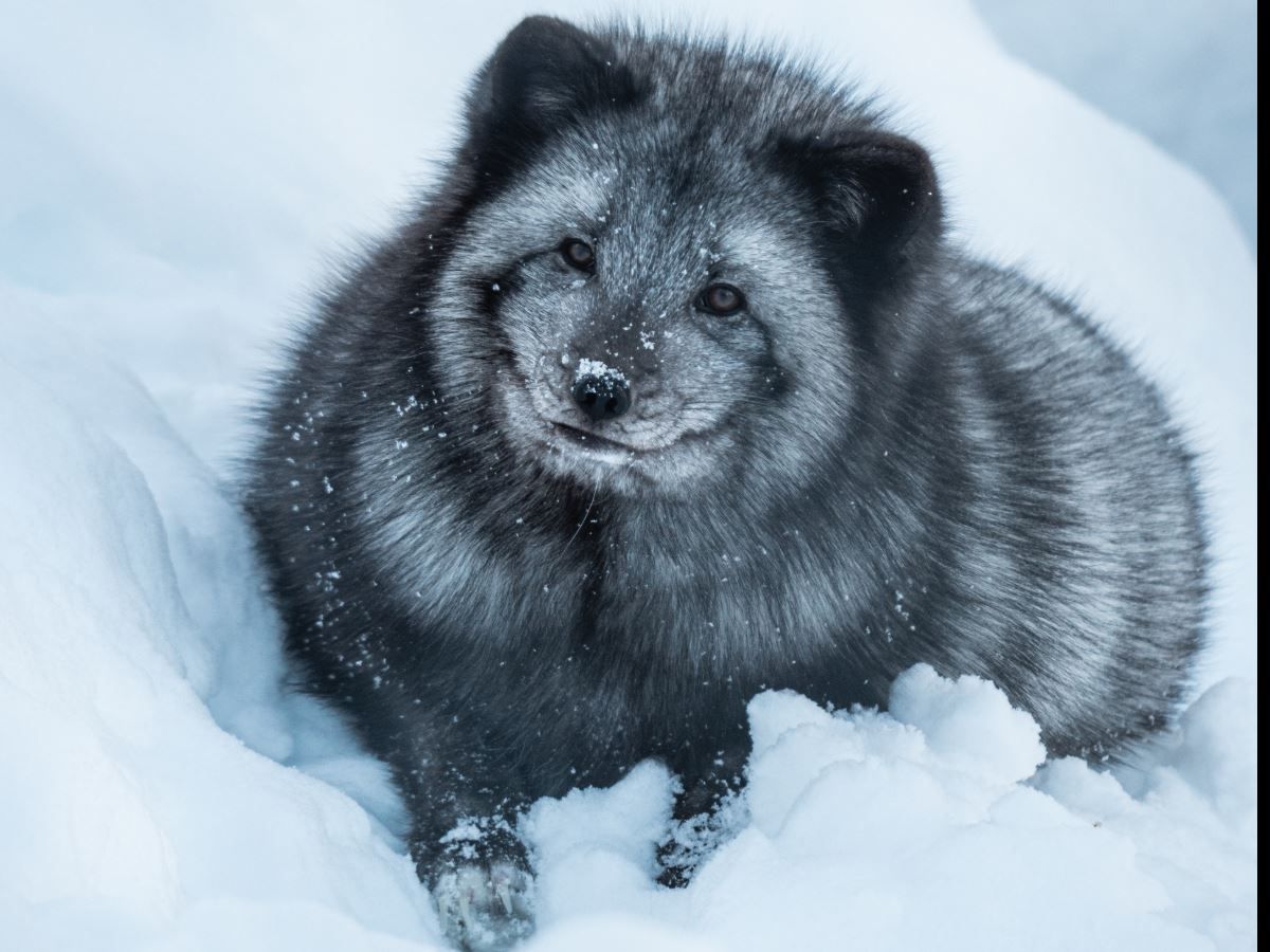 A polar fox