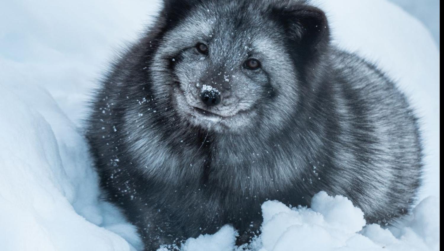 A polar fox