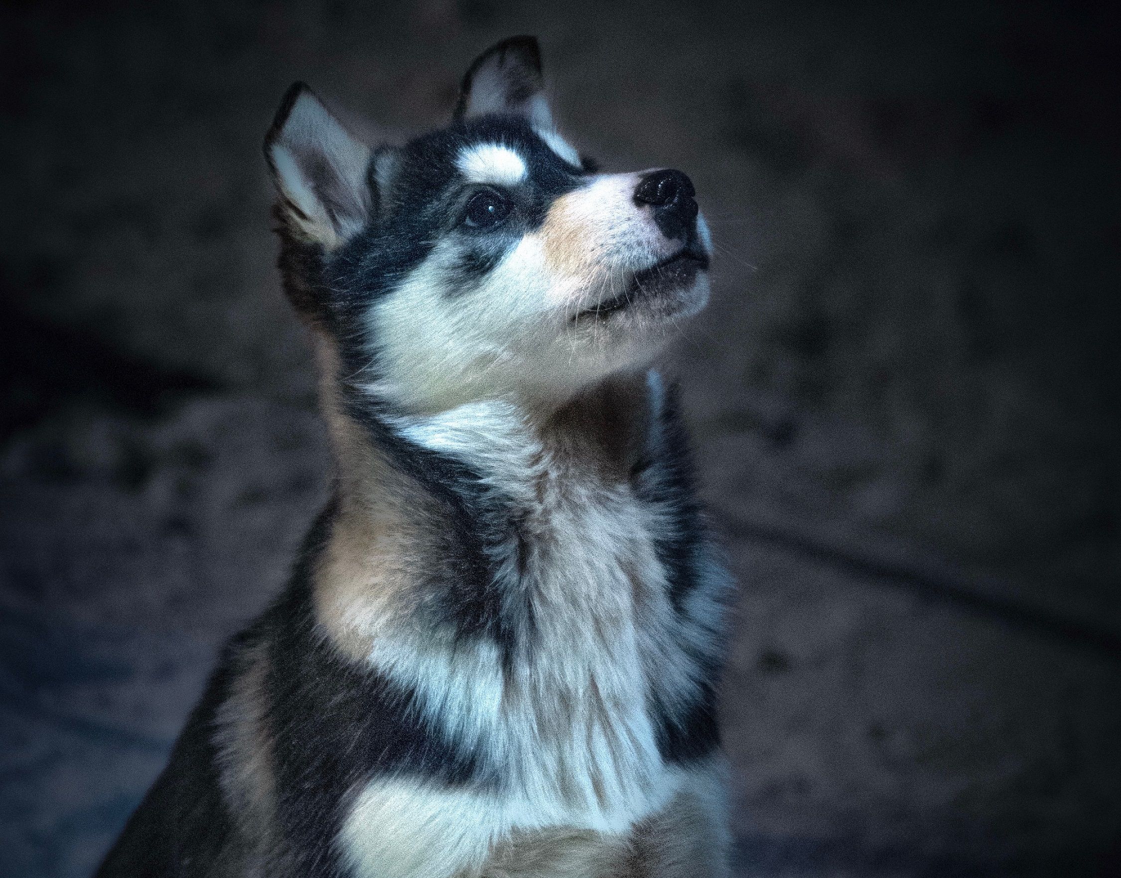 En huskyvalp