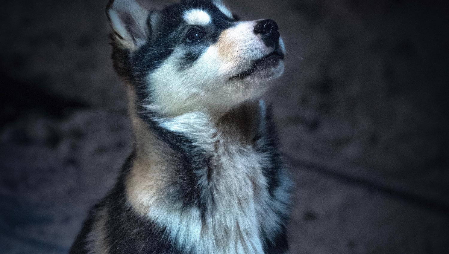 En huskyvalp