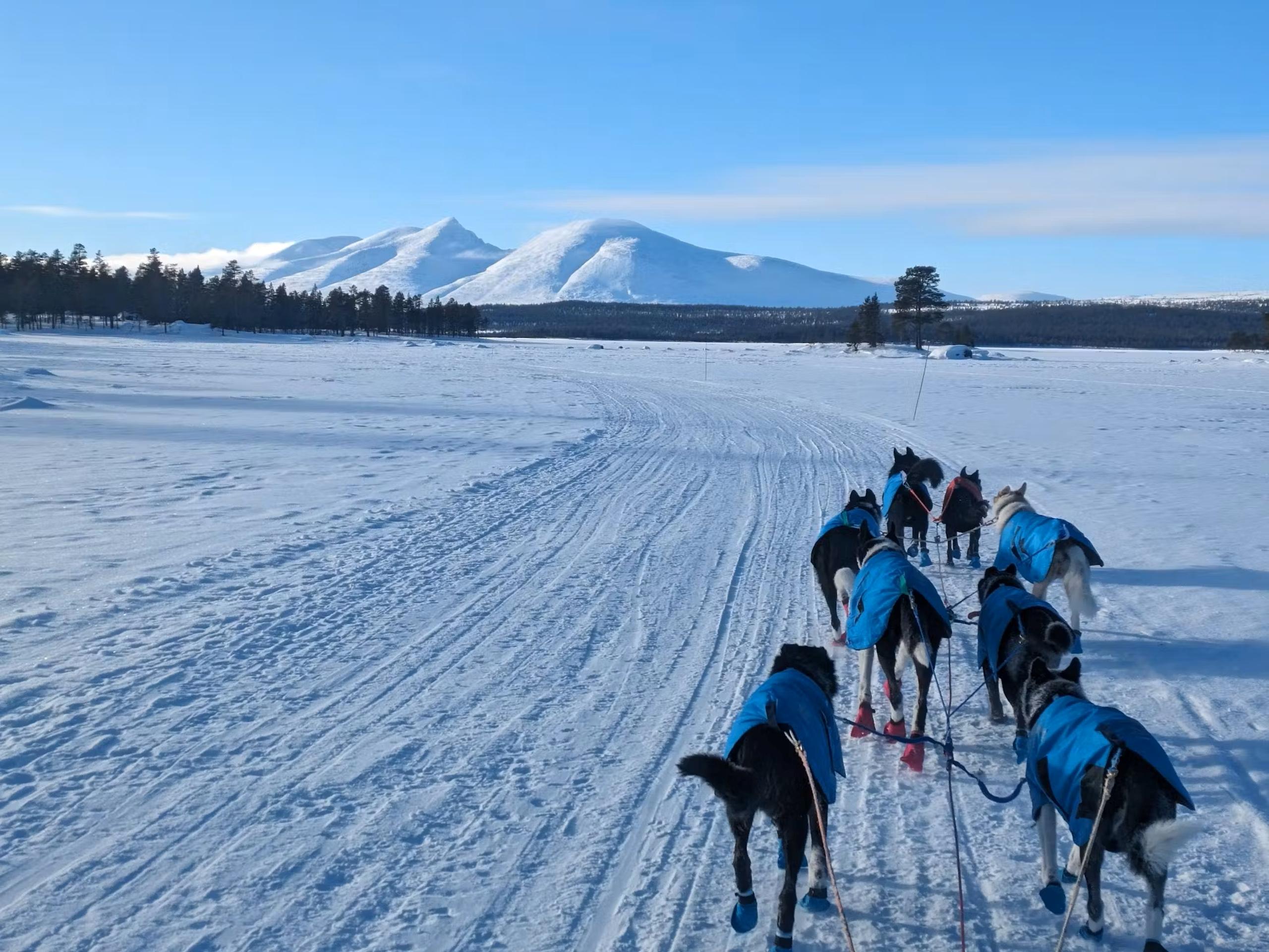 Hundekjøring i Tylldalen - en times guidet tur