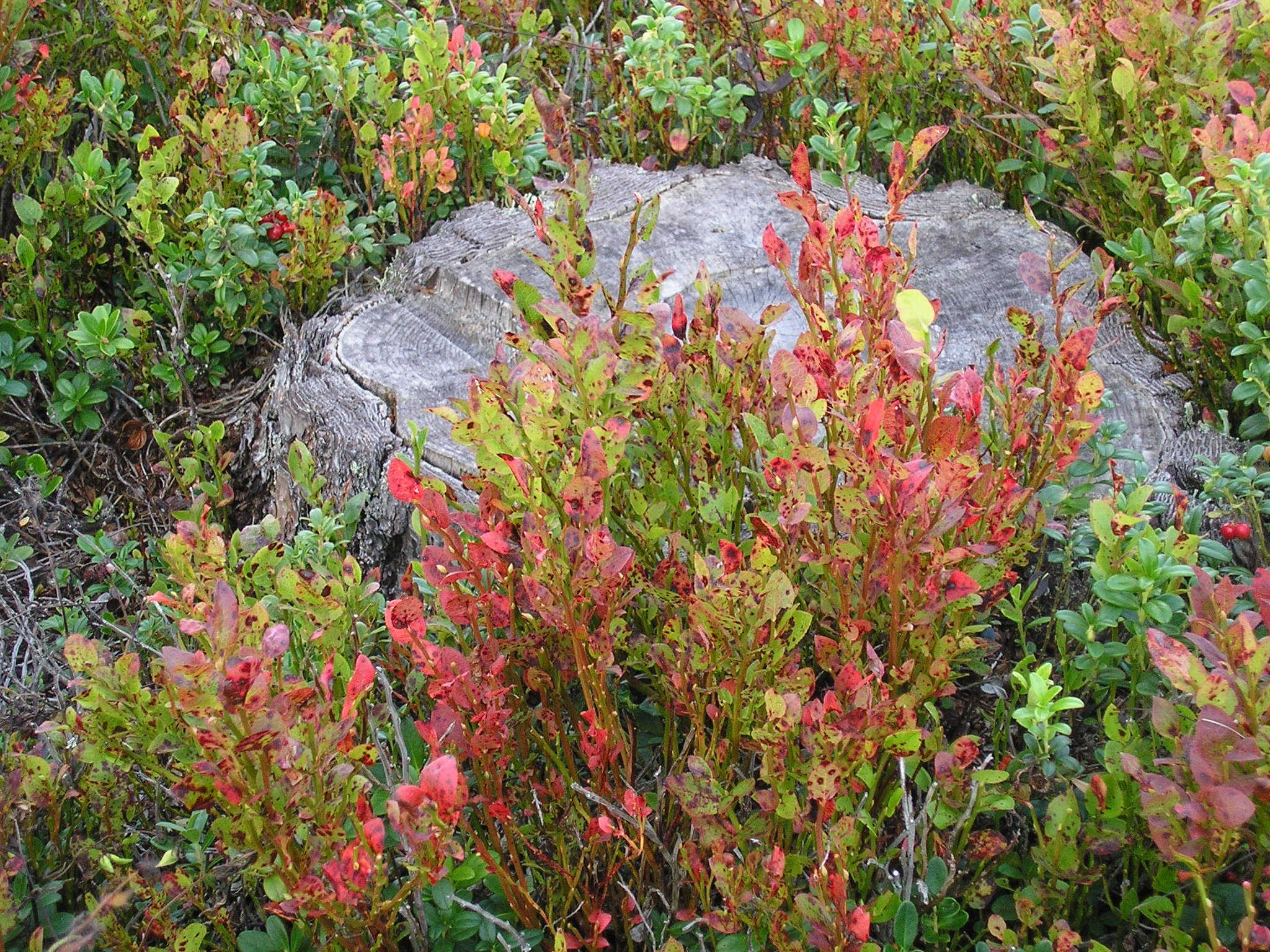 Hovdefjell