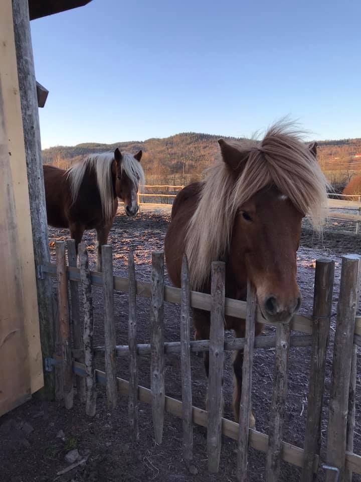 Horses