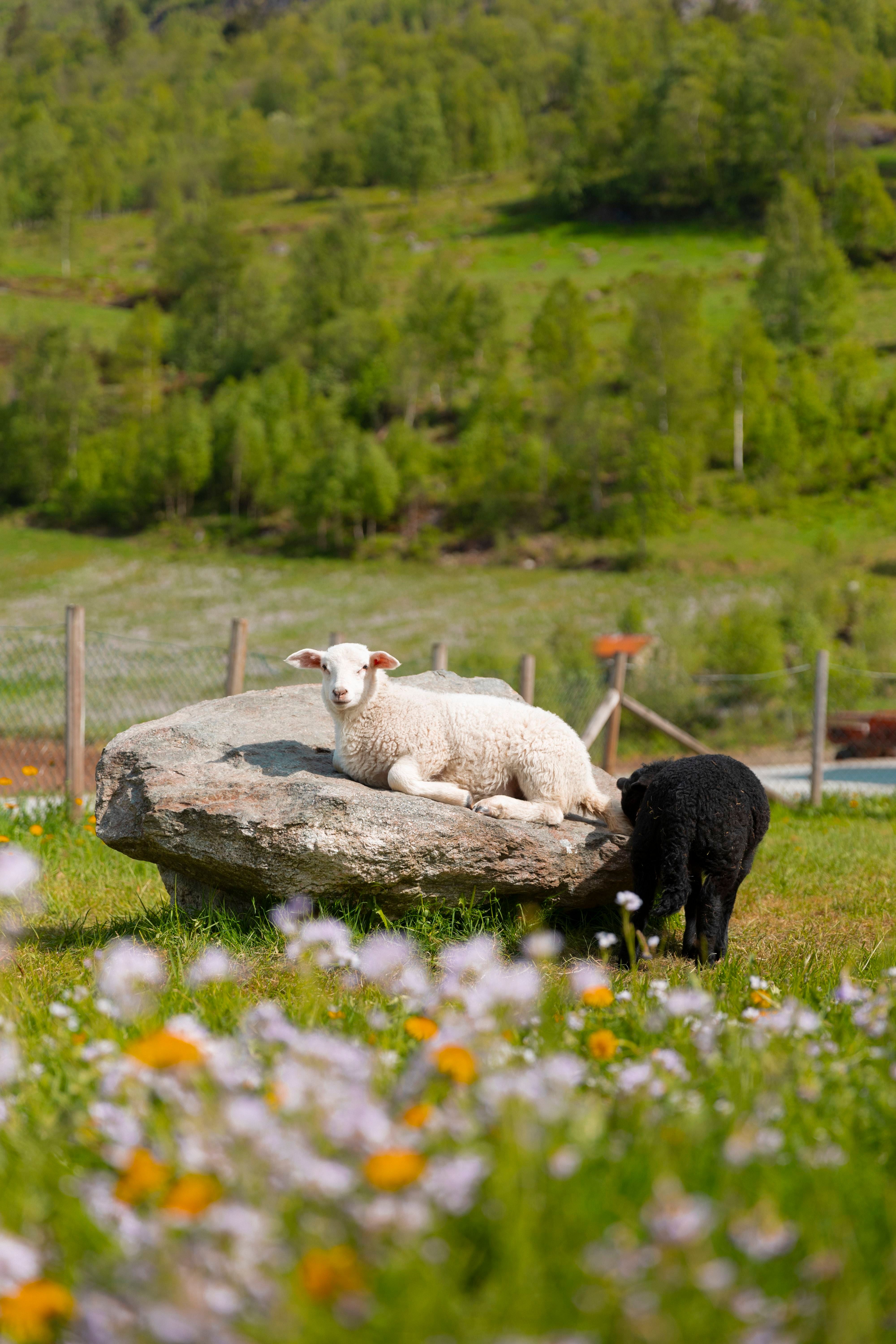A white lamb lies on a large rock in a grassy field while a black lamb stands nearby, with trees behind.
