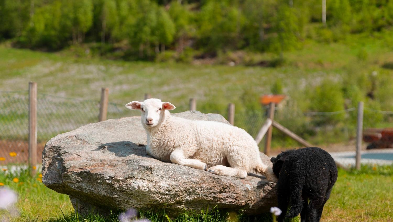 A white lamb lies on a large rock in a grassy field while a black lamb stands nearby, with trees behind.