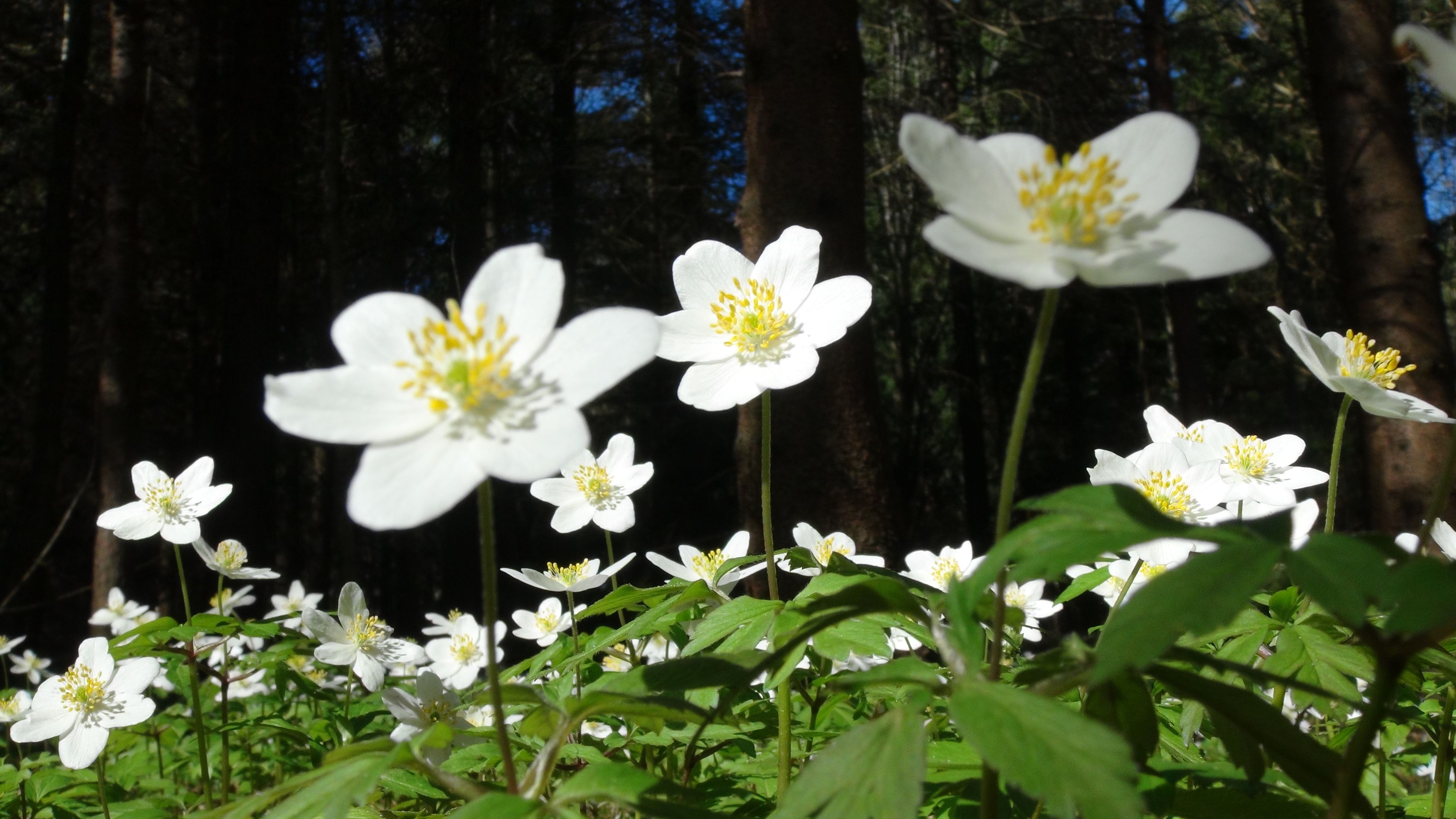 Hvitveisen blomstrer på Jomfruland