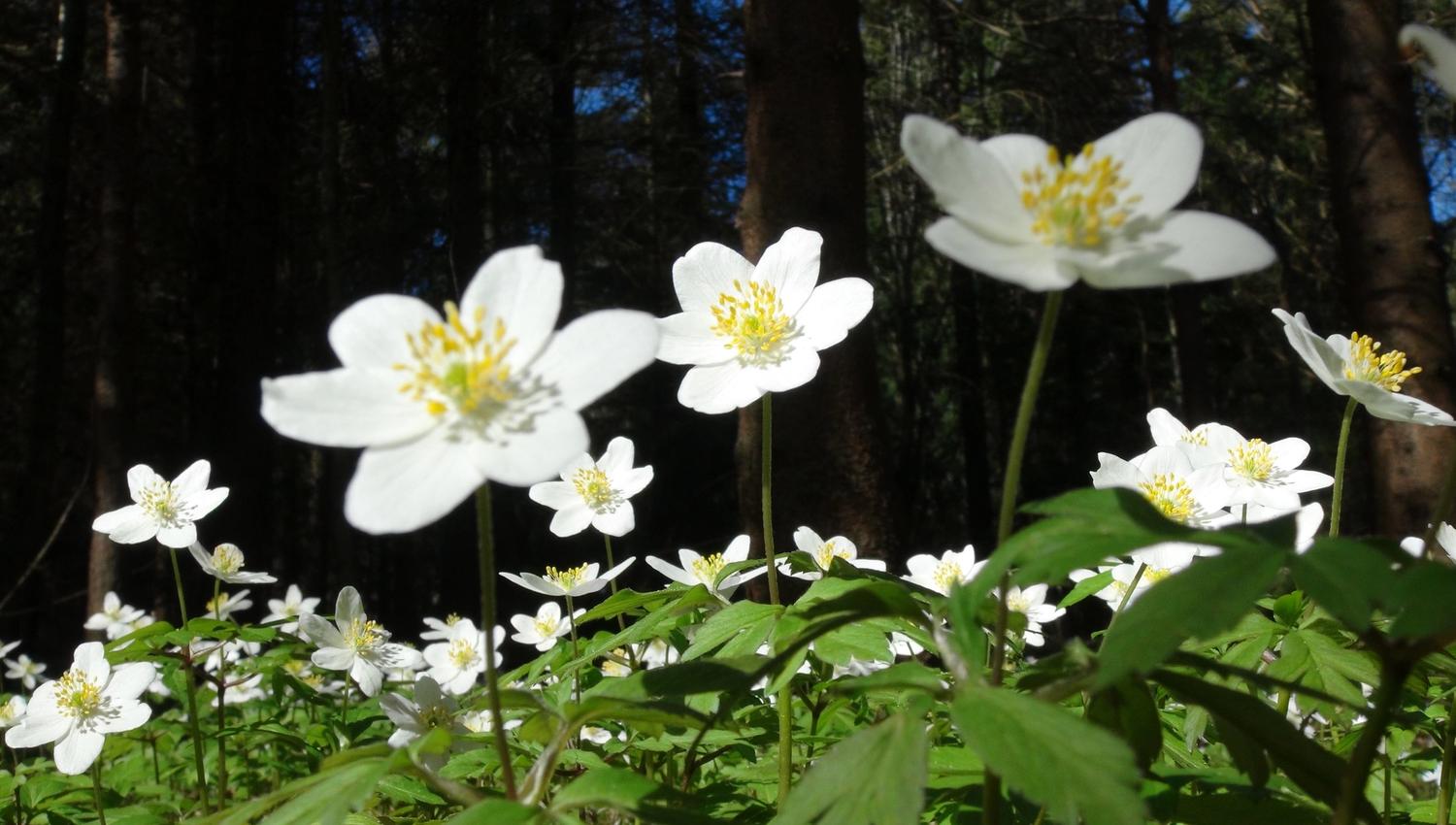 Hvitveisen blomstrer på Jomfruland