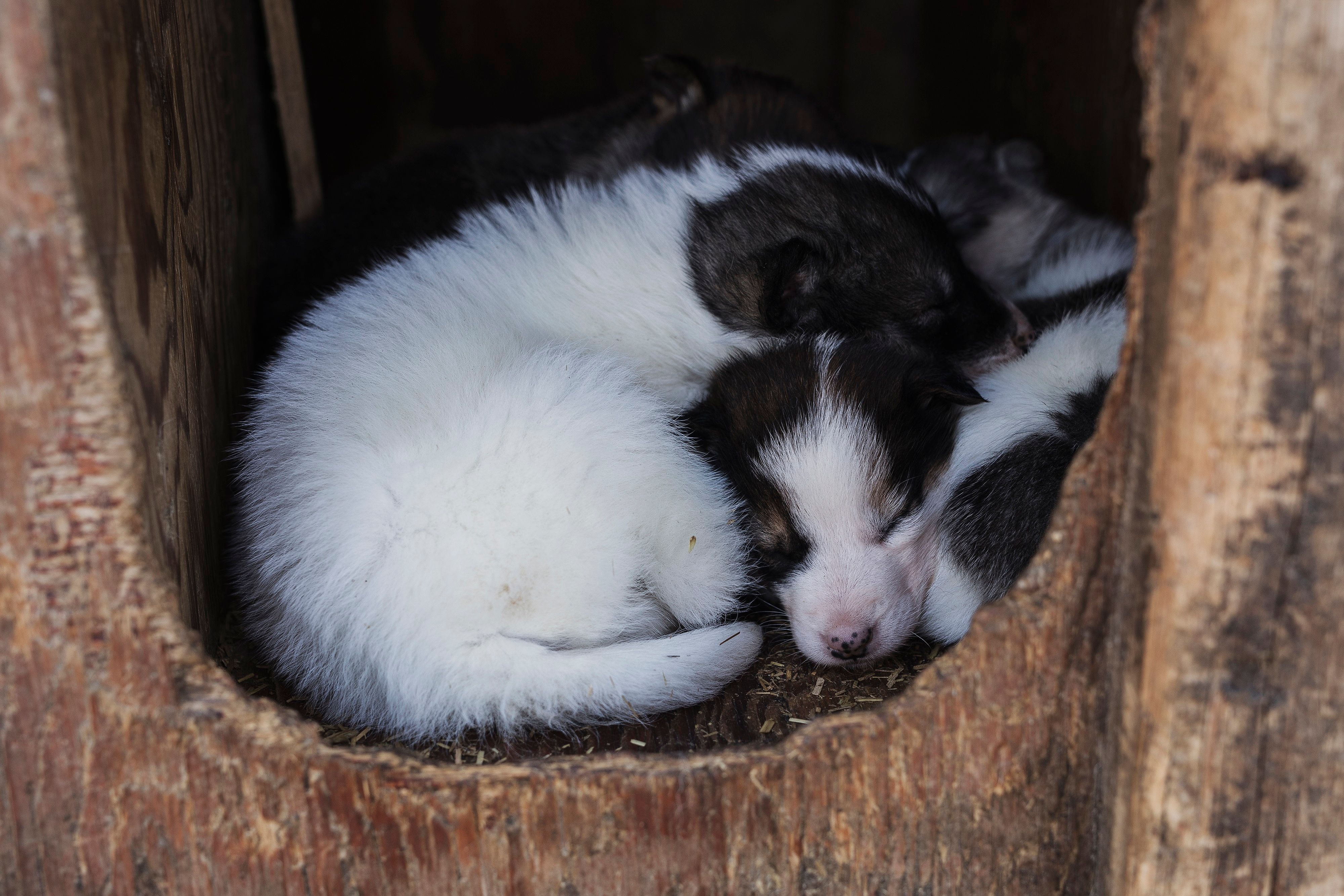 Valper som sover i hundehuset sitt