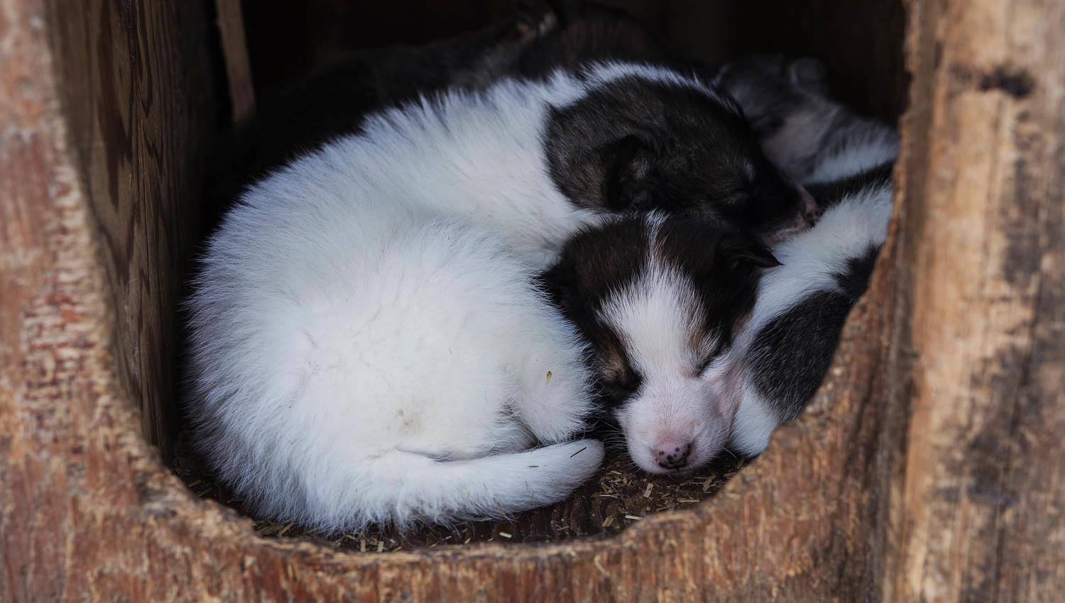Valper som sover i hundehuset sitt