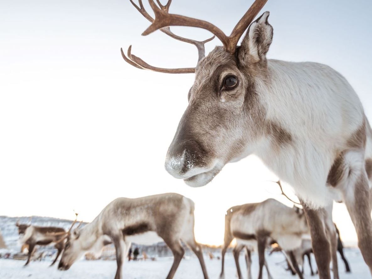 Reindeer in a snowy winter landscape in Tromsø, Northern Norway.