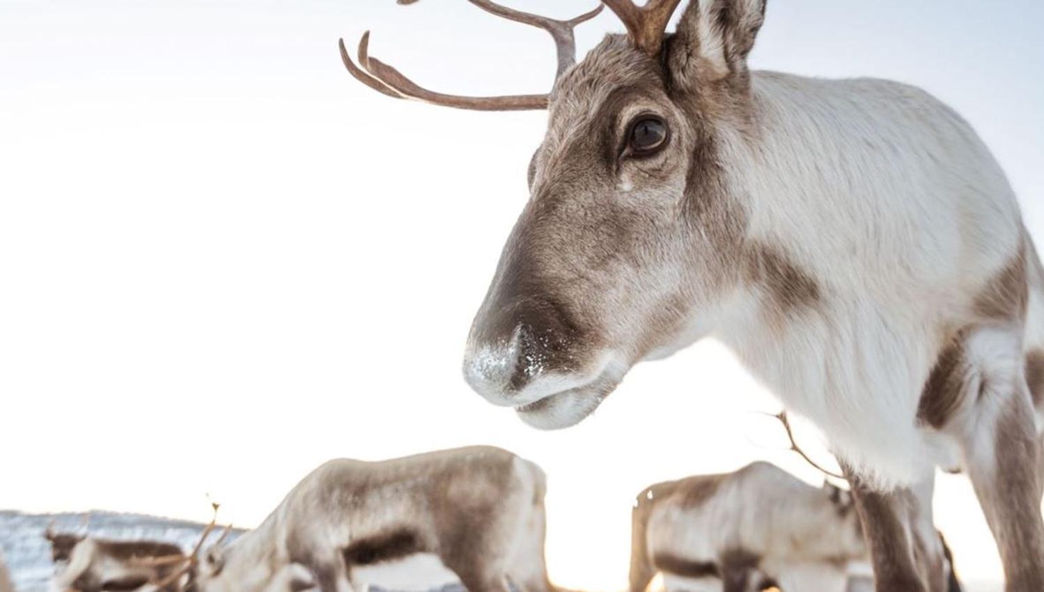 Reindeer in a snowy winter landscape in Tromsø, Northern Norway.
