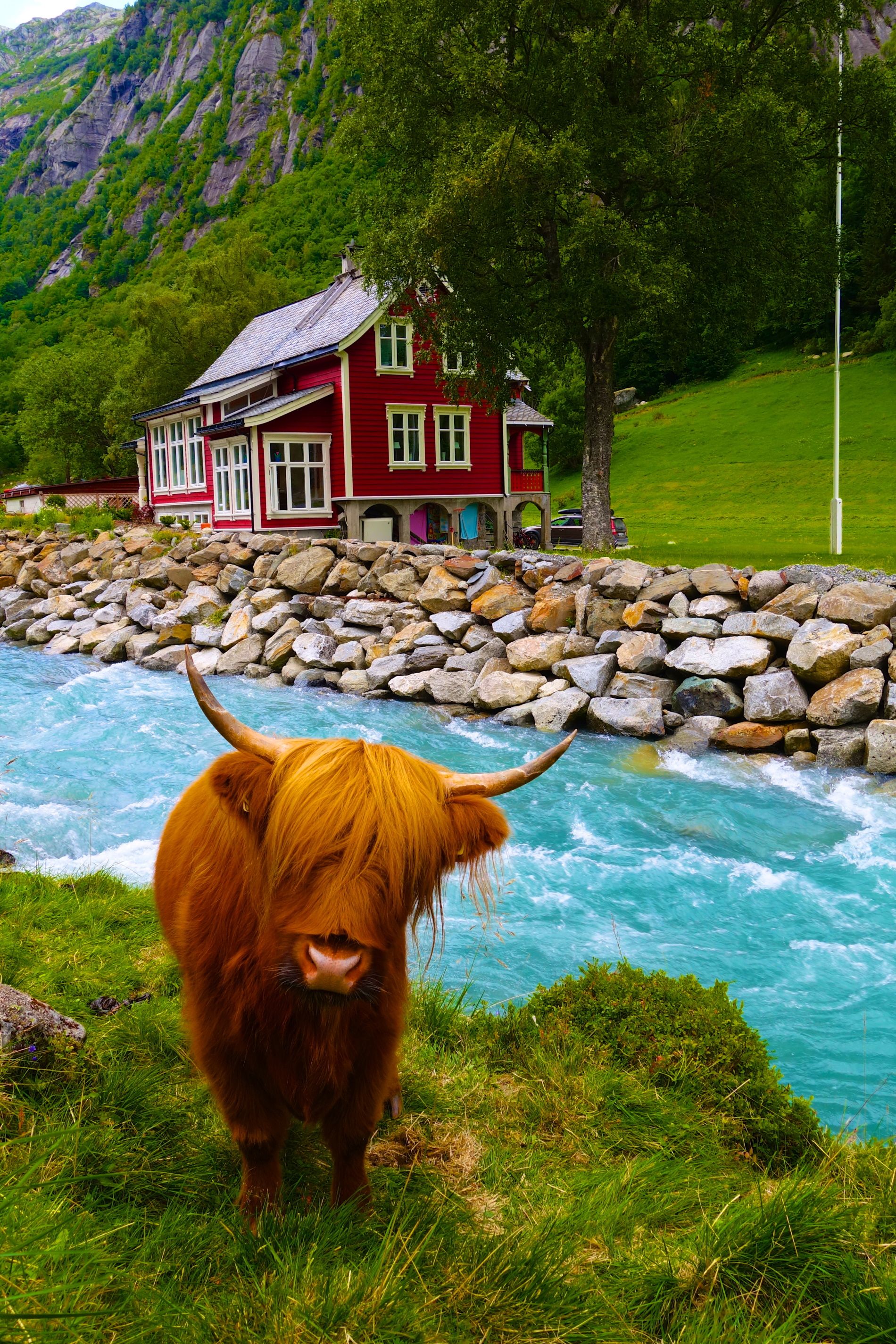 An orange scottish highland cow looking at the photographer next to an icy cold blue river 