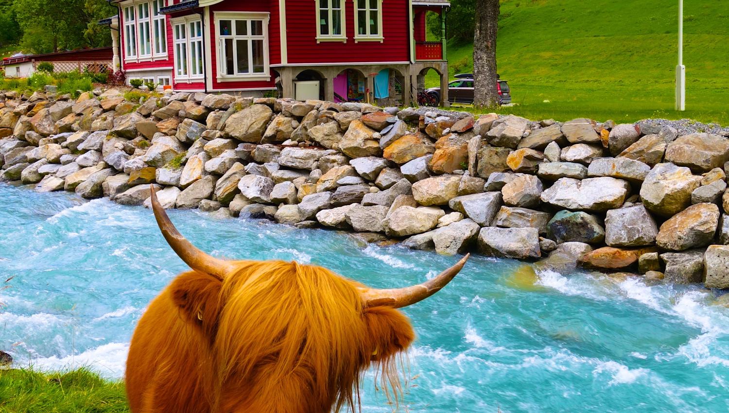 An orange scottish highland cow looking at the photographer next to an icy cold blue river