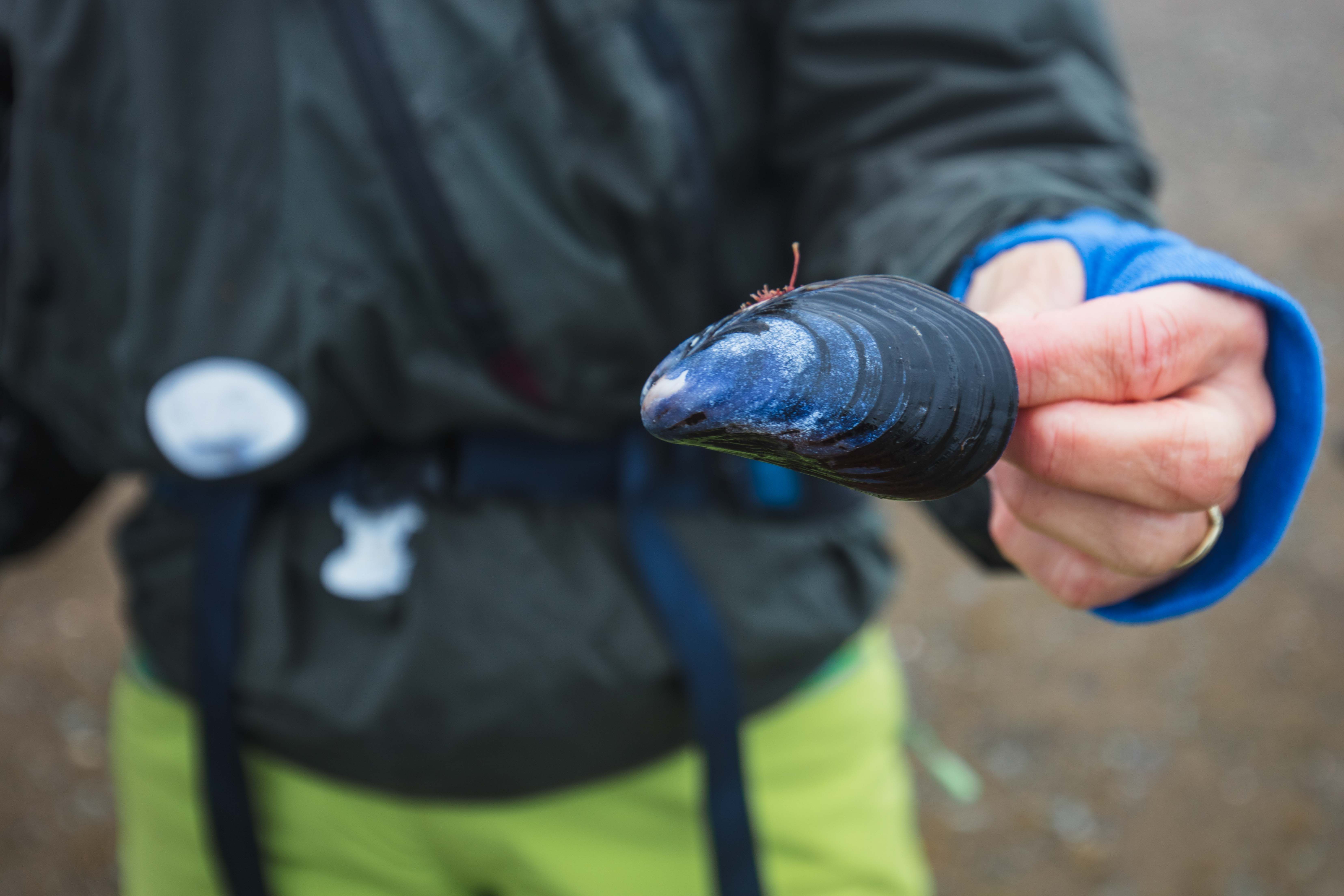 Mussels