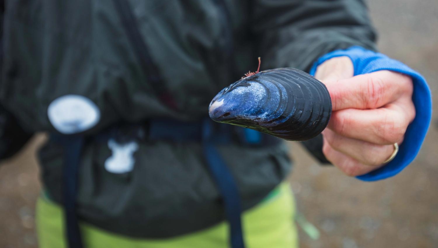 Mussels