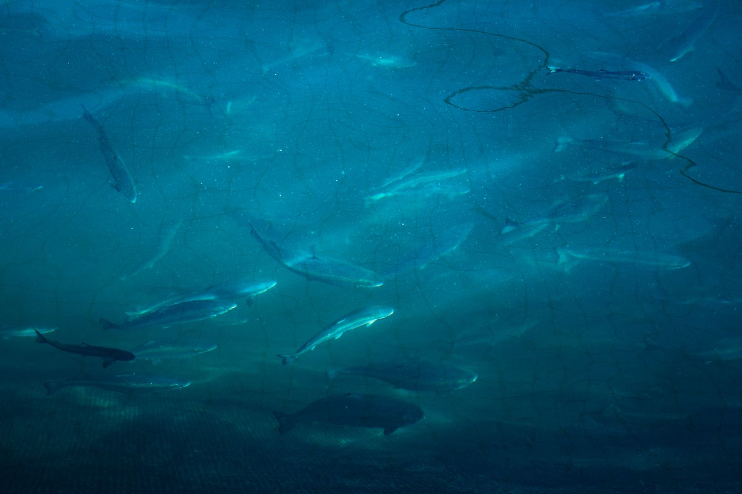 Lachse schwimmen in Netzgehegen beim Hardanger Aquakulturzentrum.