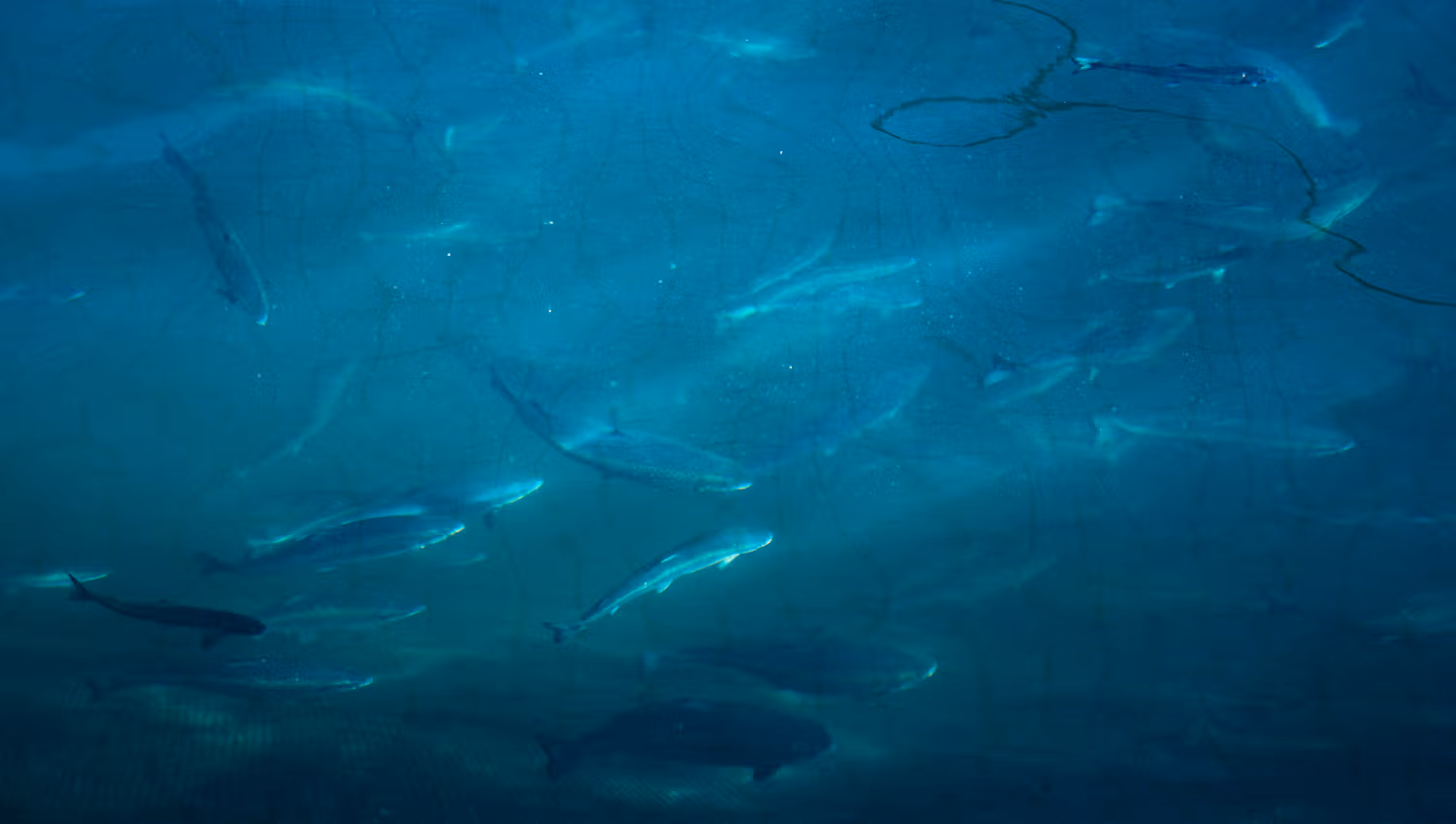 Lachse schwimmen in Netzgehegen beim Hardanger Aquakulturzentrum.