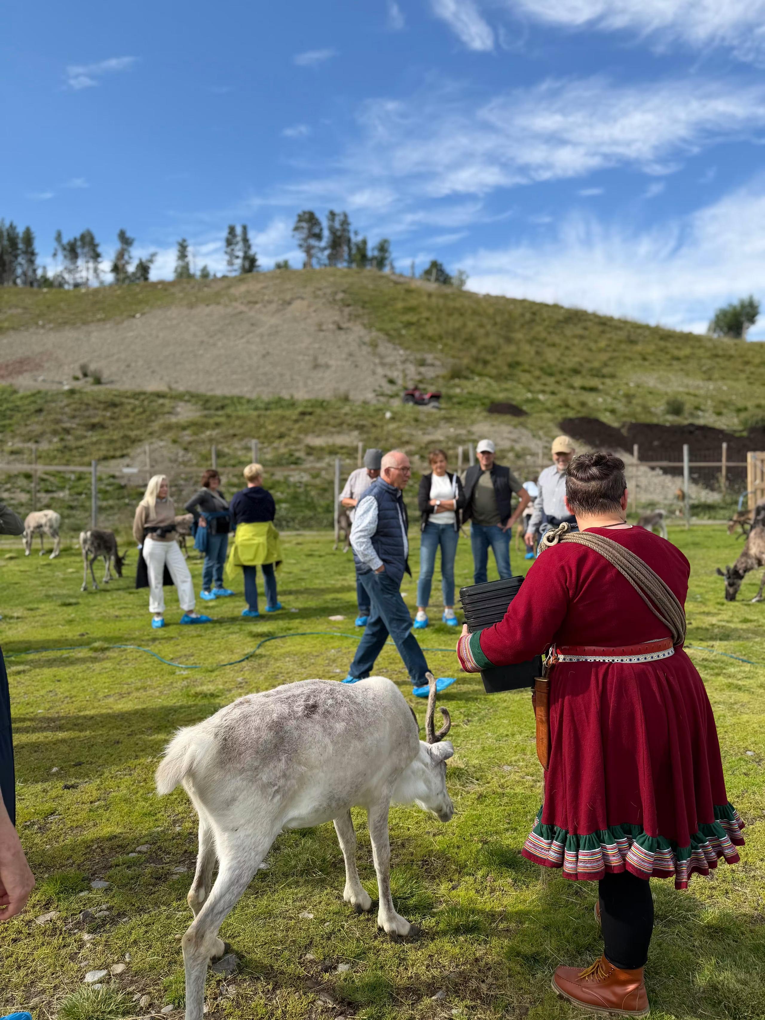 Het rendier - een drager van de Sami-cultuur in Alta