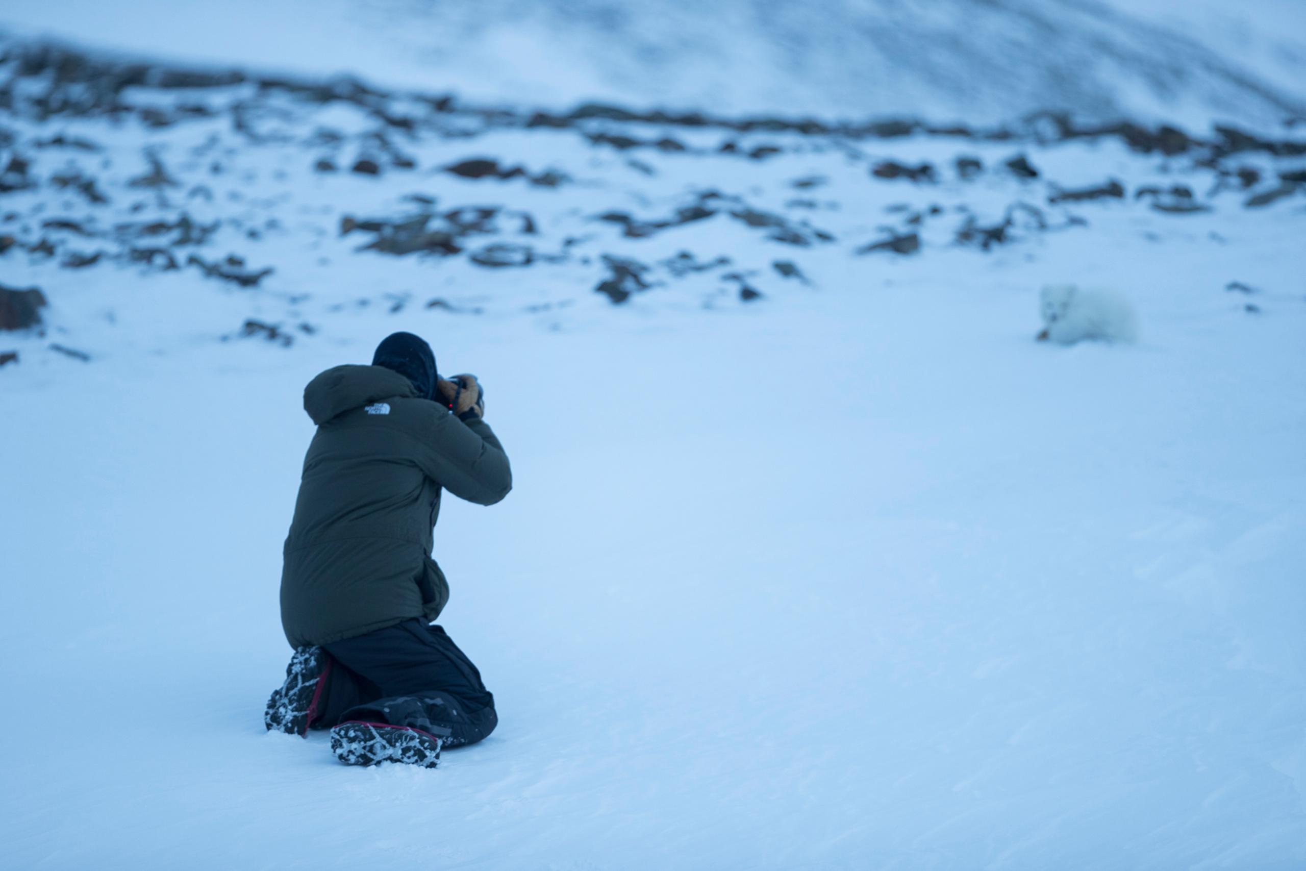 Person photographing a polar fox laying in the snow 