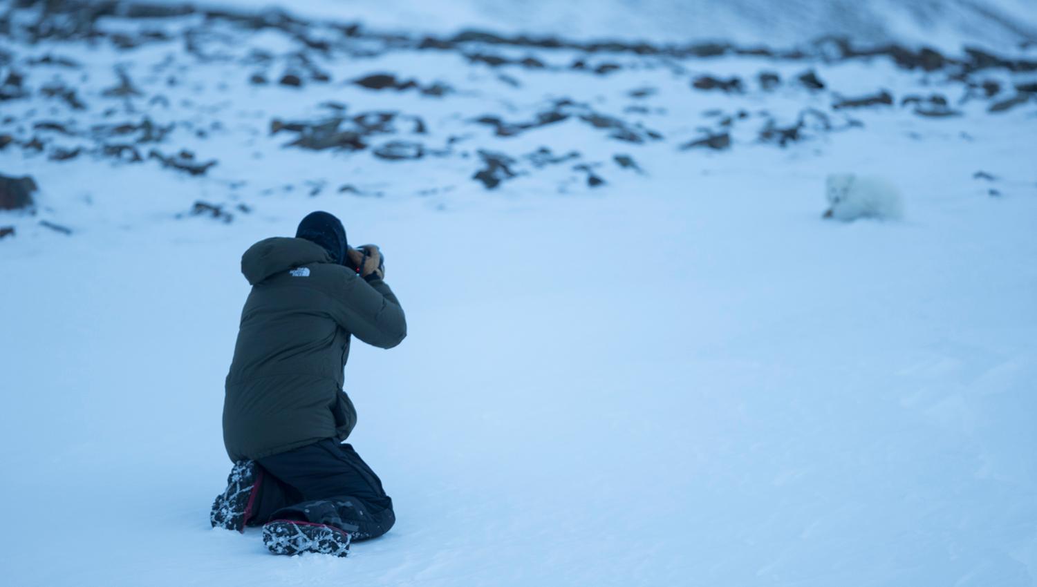 Person photographing a polar fox laying in the snow