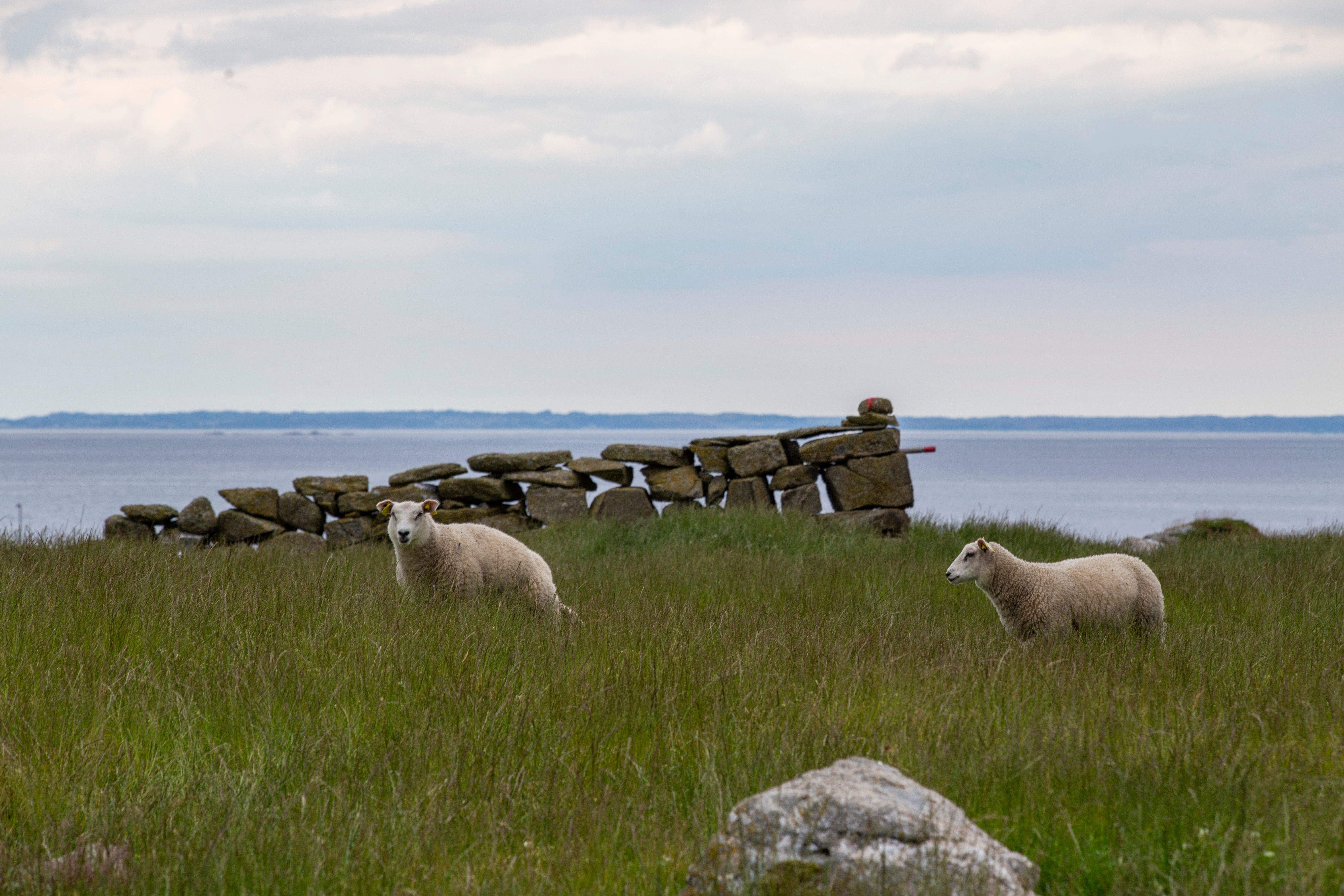 Farm animals grazing