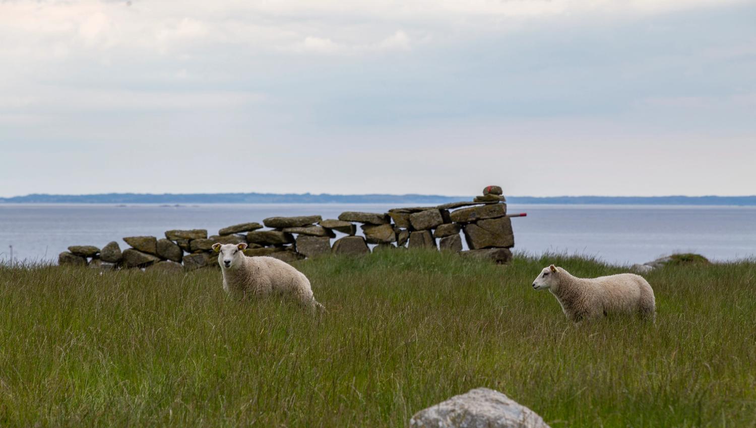 Farm animals grazing