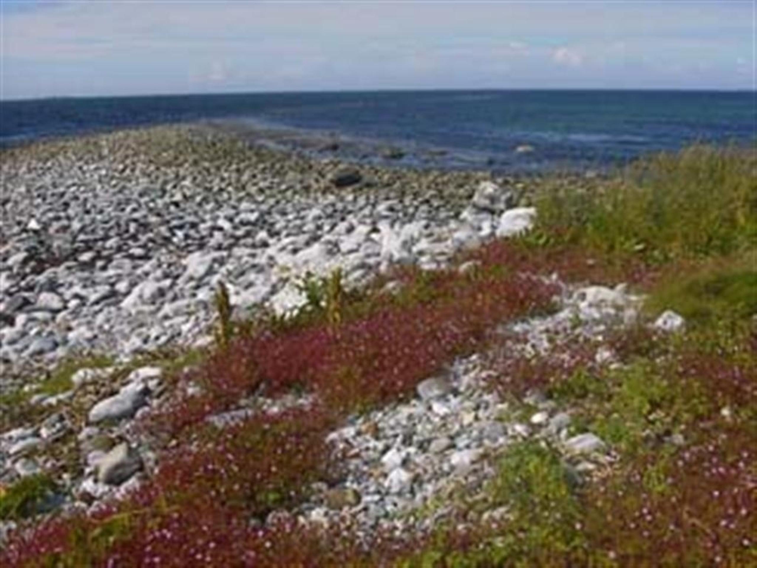 Makkevika bird reservation