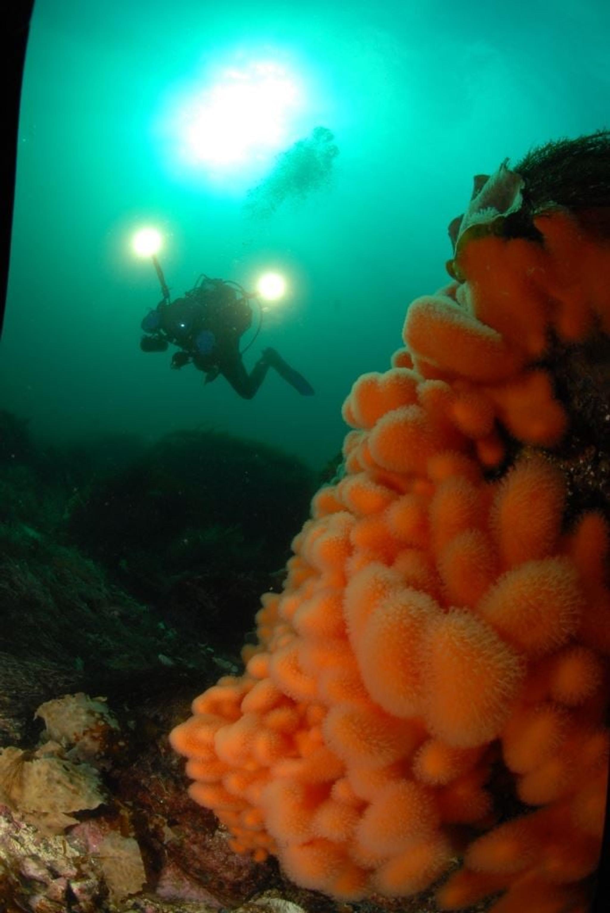 Diving trips from Ballstad