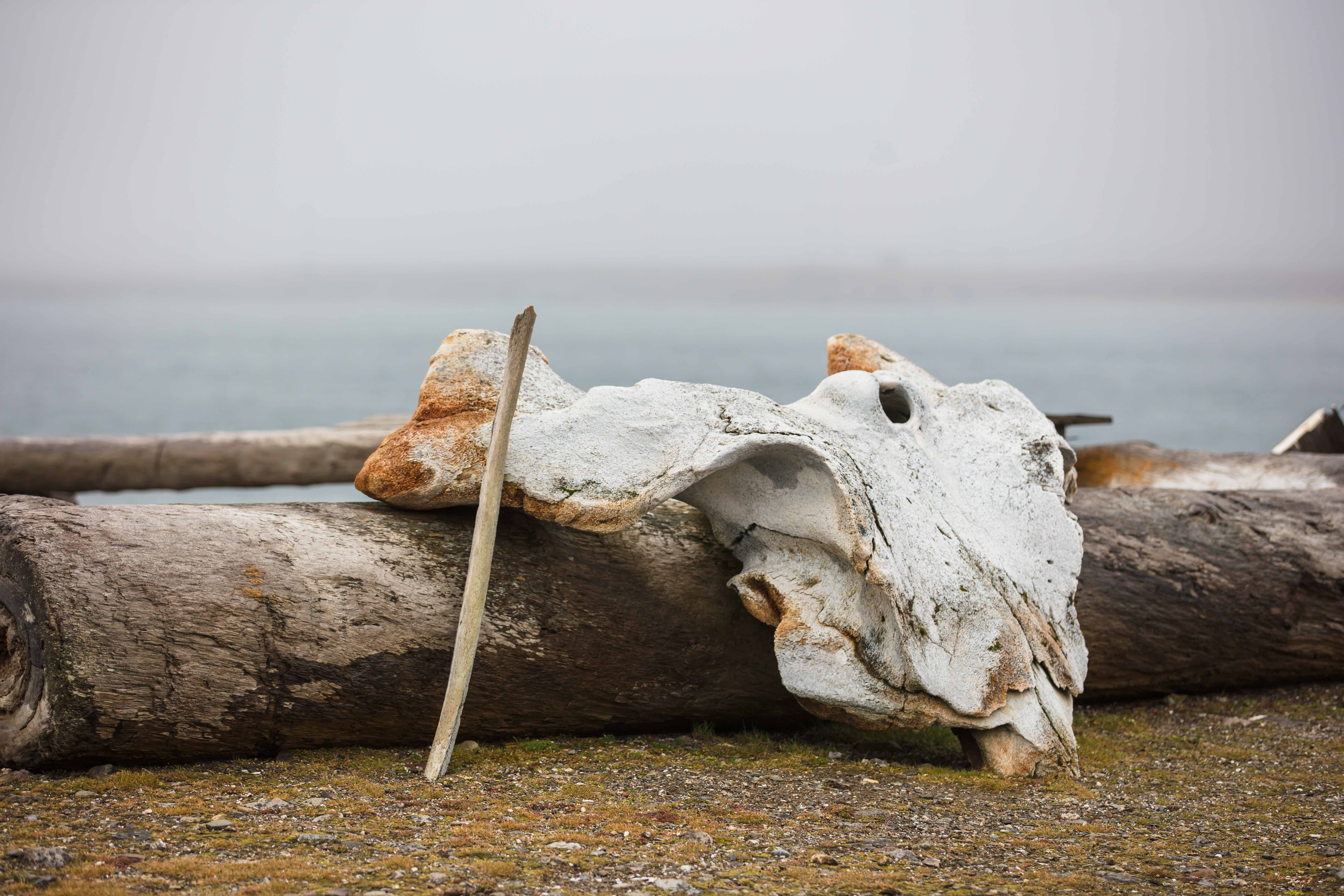 Whale bone