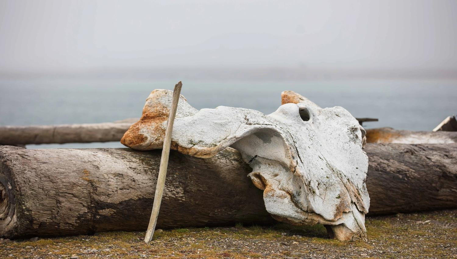 Whale bone