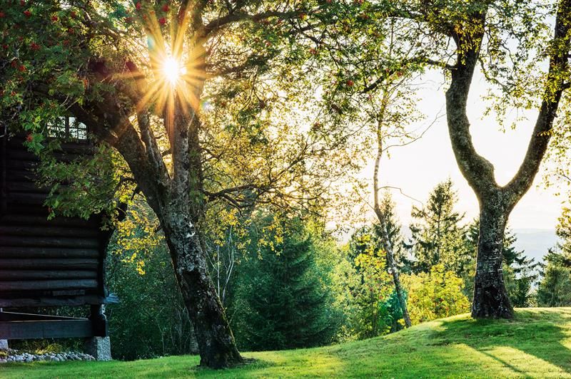 Green outdoor area. Lawn, trees, forest. Photo