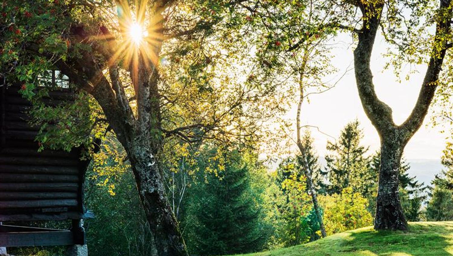 Green outdoor area. Lawn, trees, forest. Photo