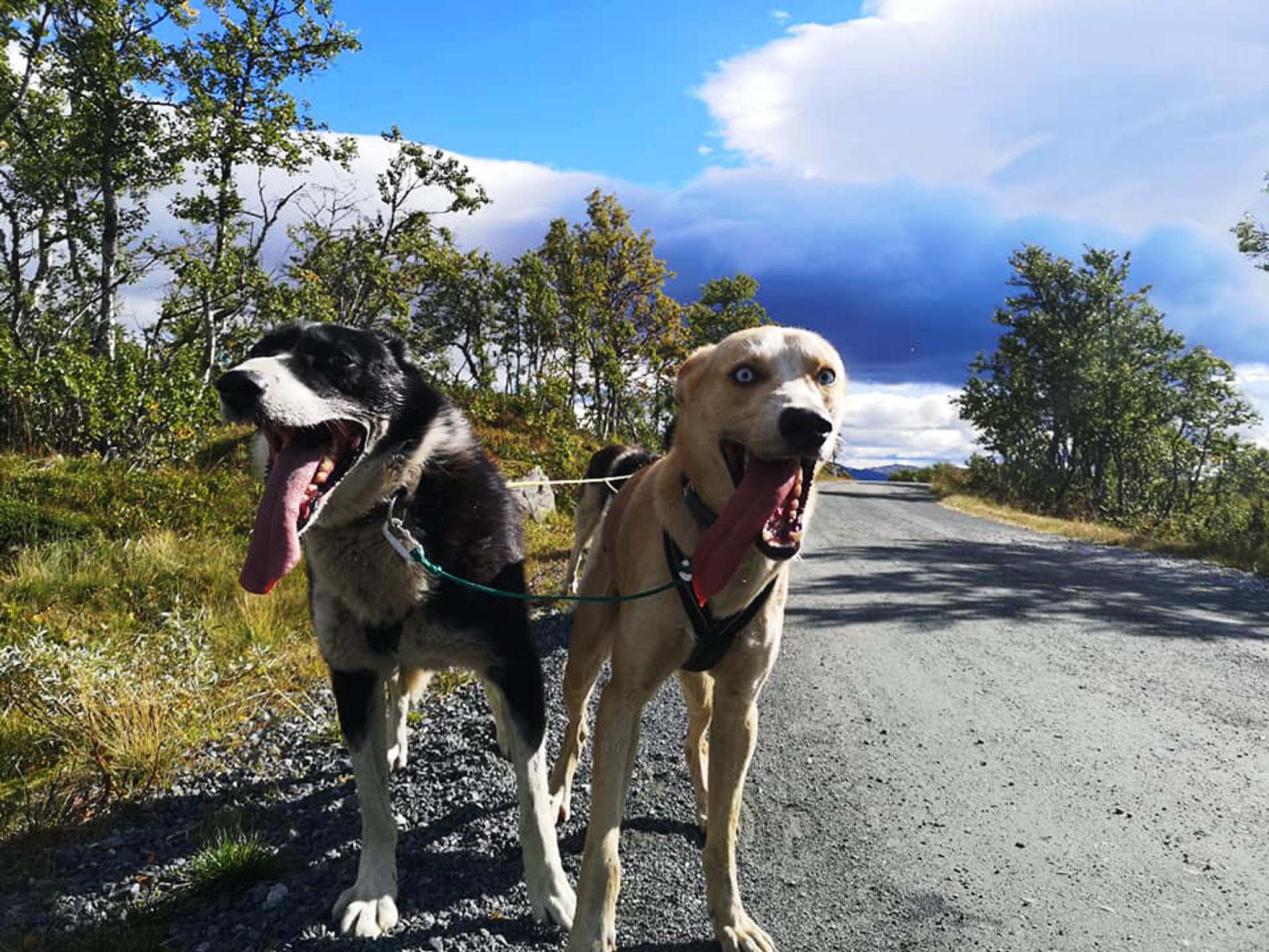 dogs from Telemark Husky Tours pull carriage in summer 