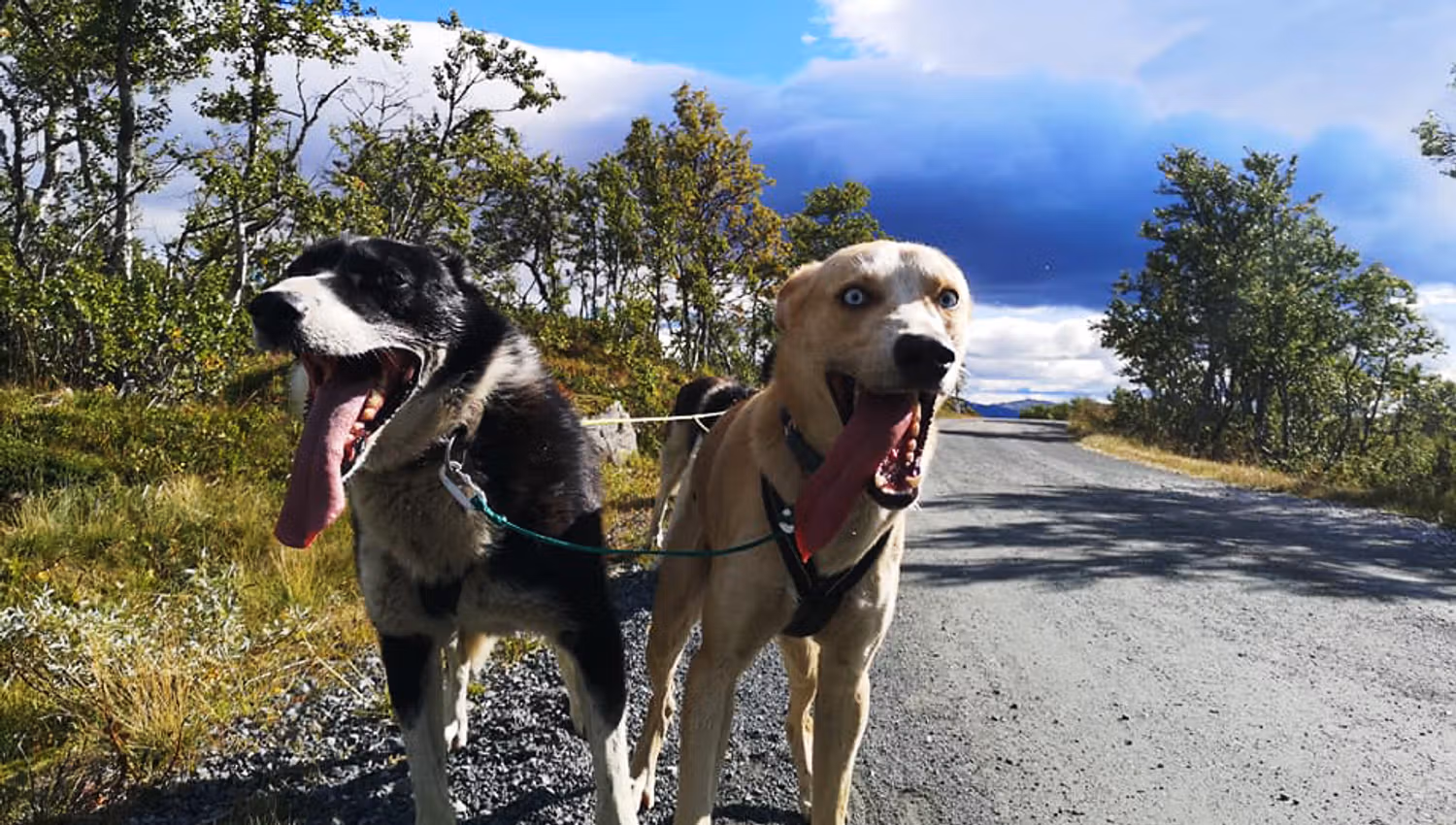 dogs from Telemark Husky Tours pull carriage in summer
