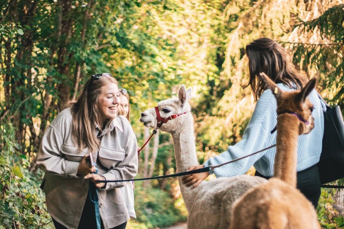 Walking with Alpacas