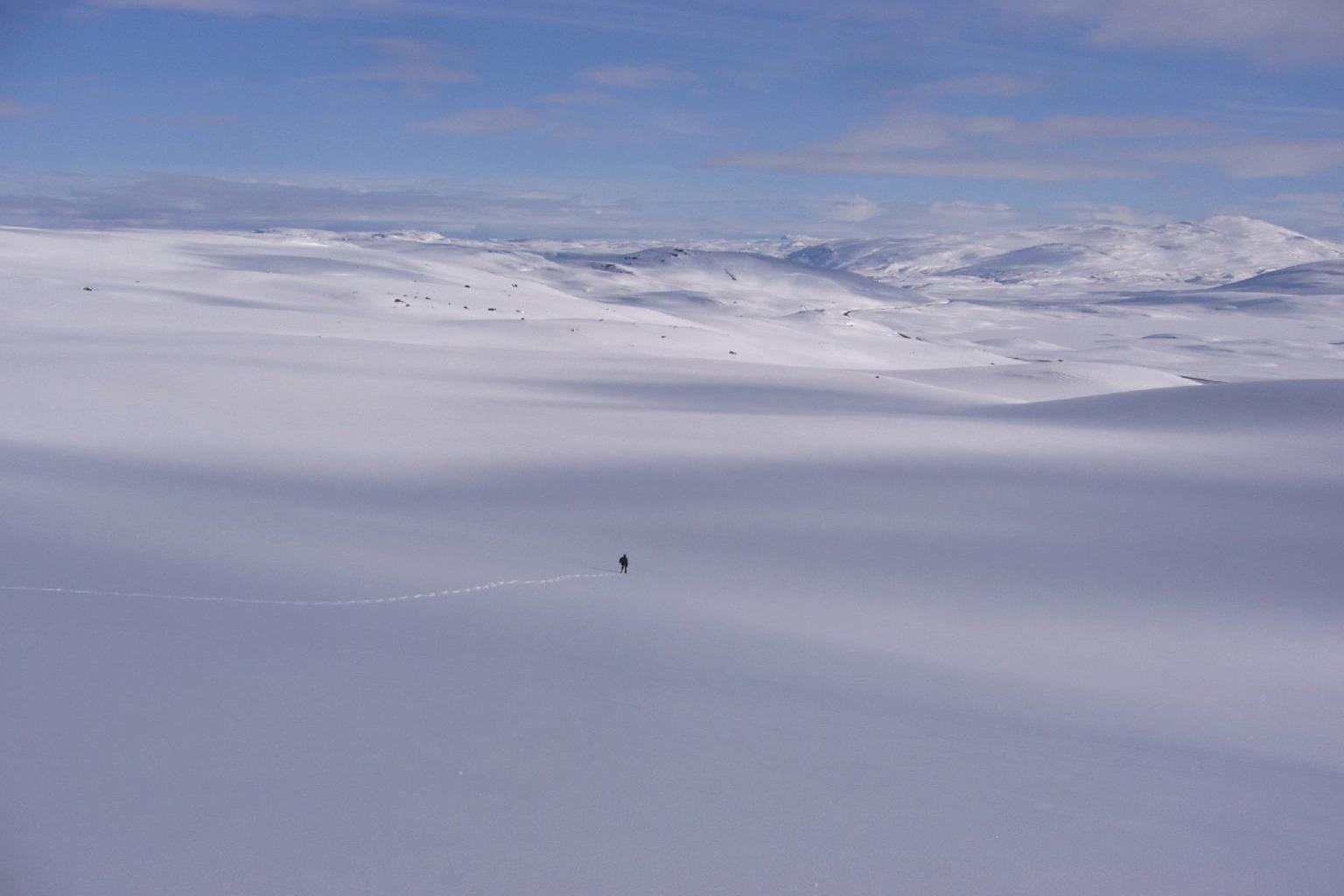 Snønuten