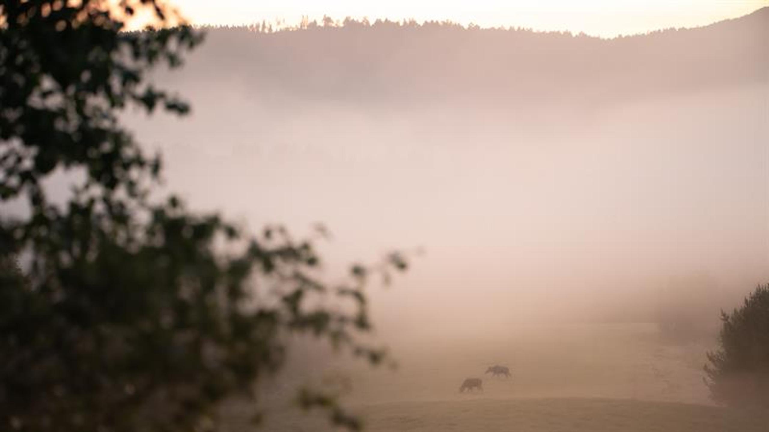 Moose safari