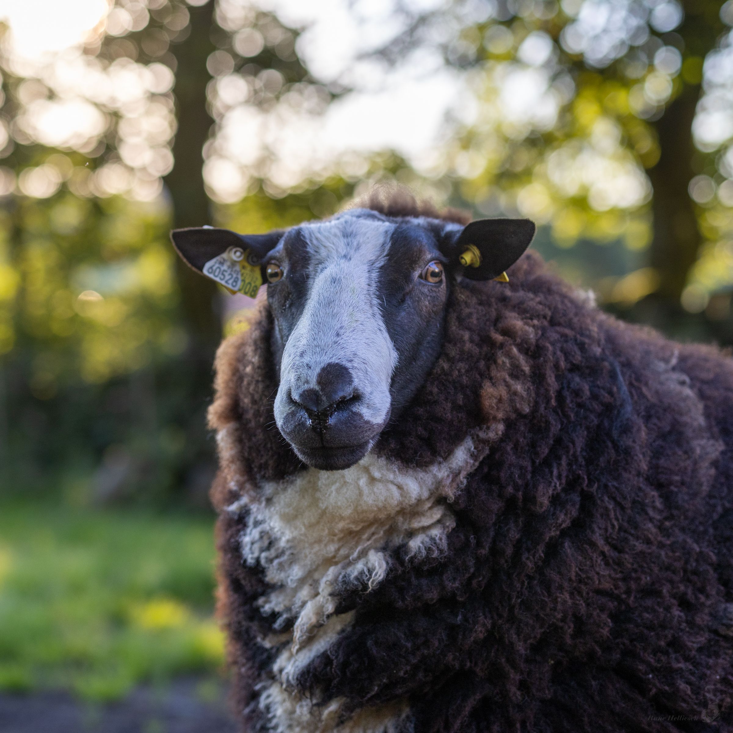 Besuche die Bauernhoftiere im Vitengarden