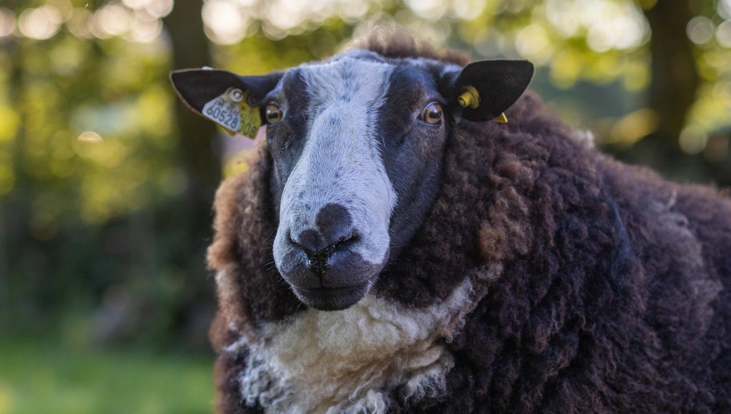 Besuche die Bauernhoftiere im Vitengarden