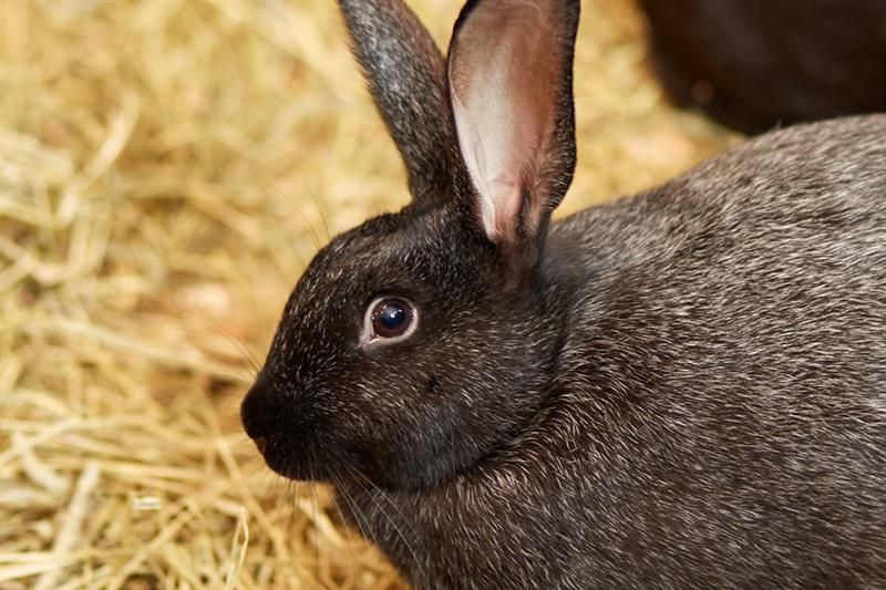 black rabbit. Bygdø Kongsgård. Photo
