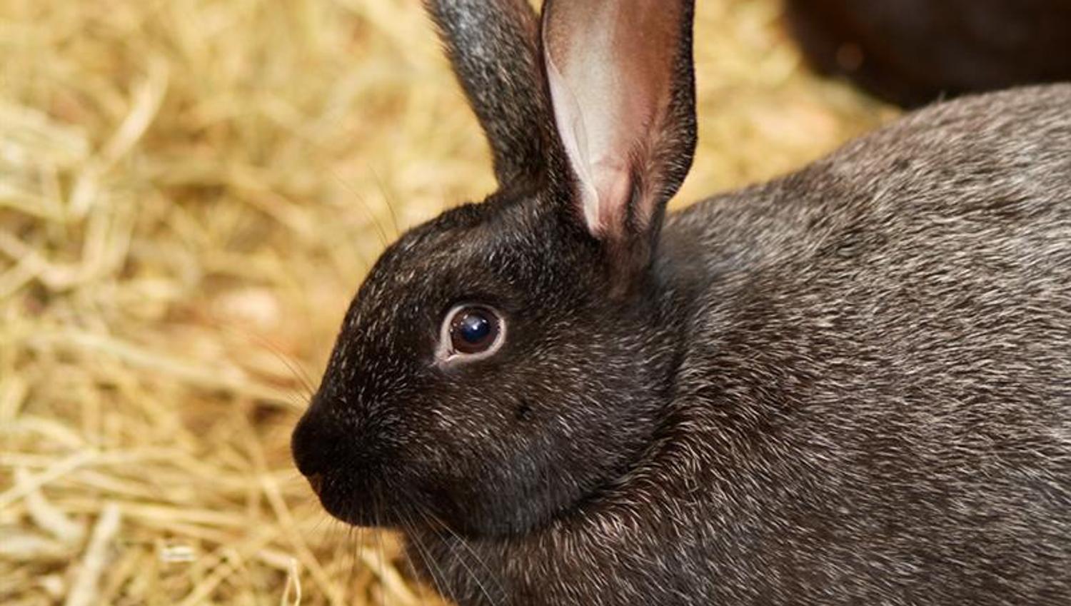 black rabbit. Bygdø Kongsgård. Photo