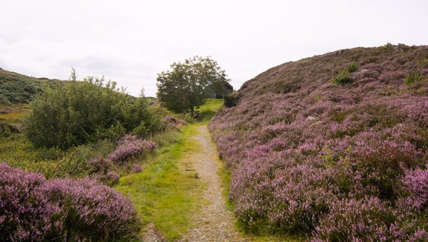 Nærområde