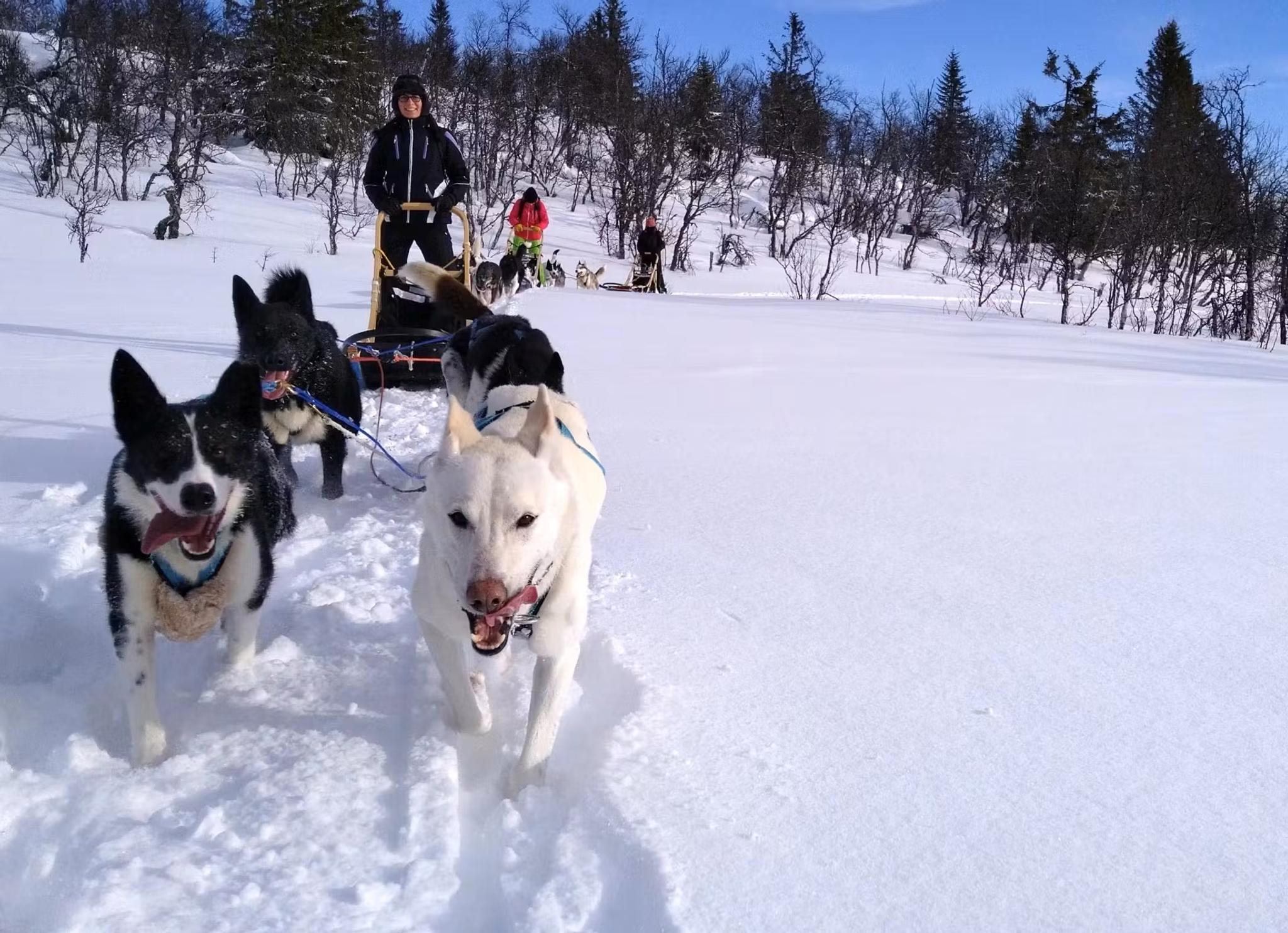 Half-Day Dogsledding Adventure in Tylldalen