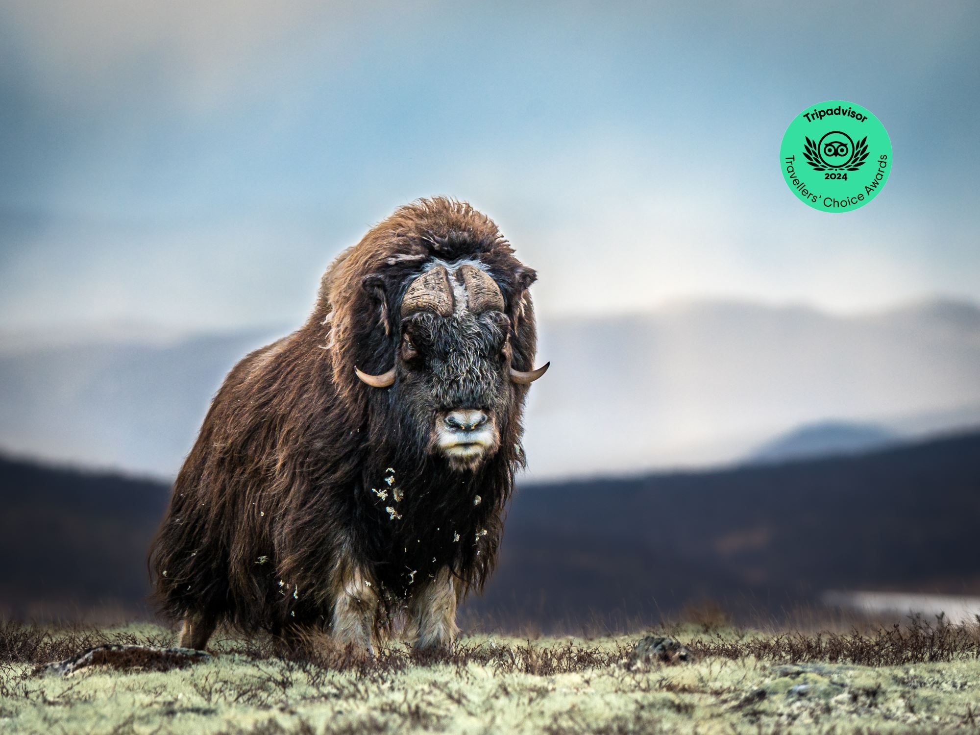 Musk Ox Safari - Public tour